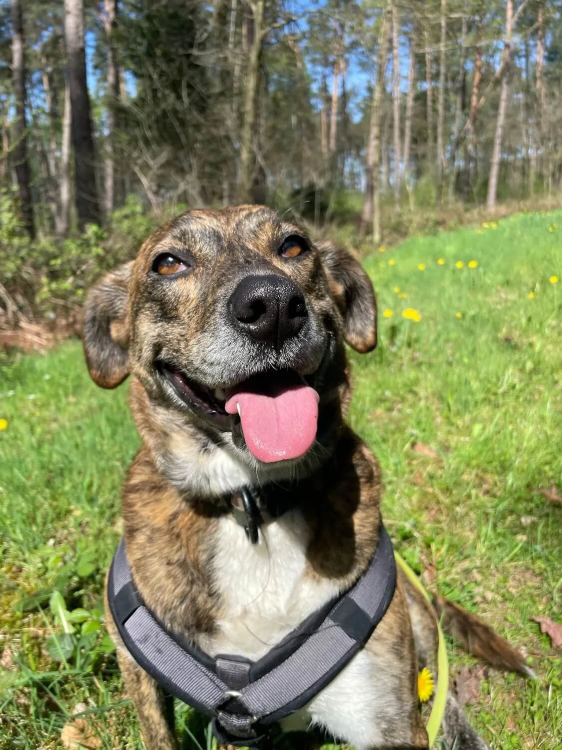 Baika, female senior Mixed Breed for adoption at Julias Tierheim Ahaus