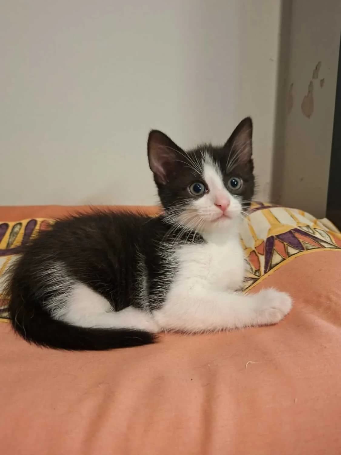 Balou, male senior Mixed Breed for adoption at Julias Tierheim Ahaus