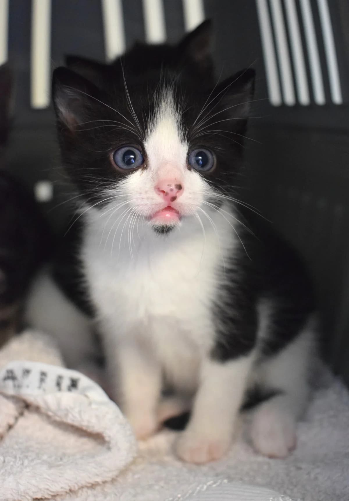 Bill, Mixed Breed (Julias Tierheim Ahaus)