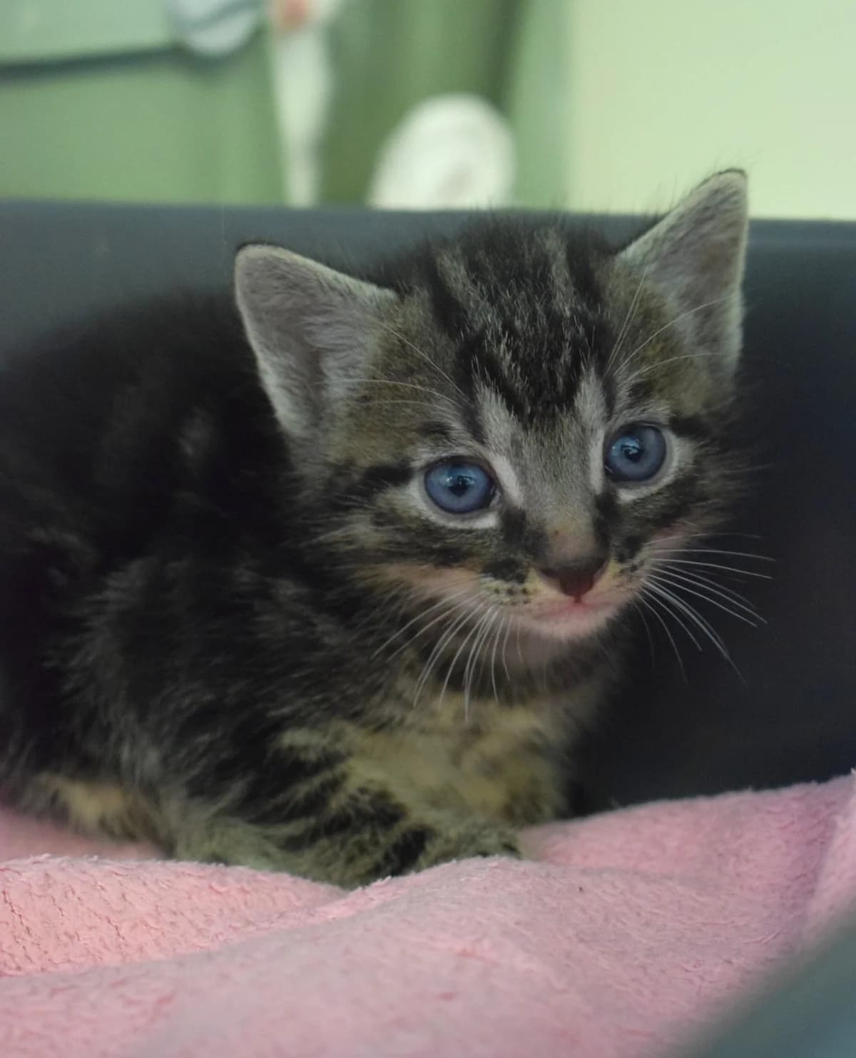 BOB, Mixed Breed (Julias Tierheim Ahaus)
