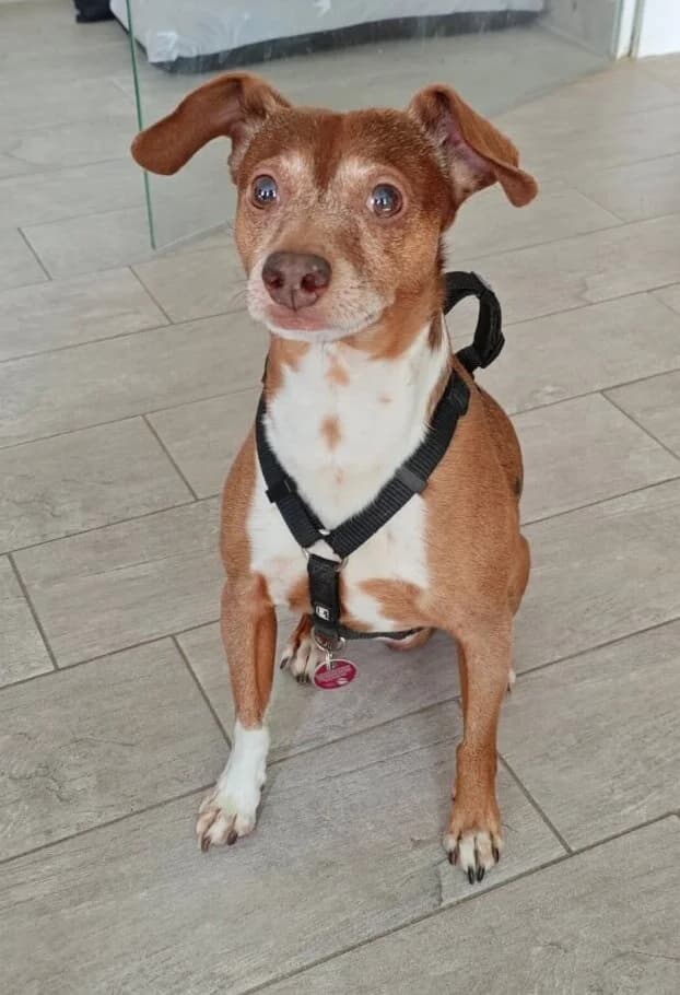 Bobbi, male senior Mixed Breed for adoption at Julias Tierheim Ahaus