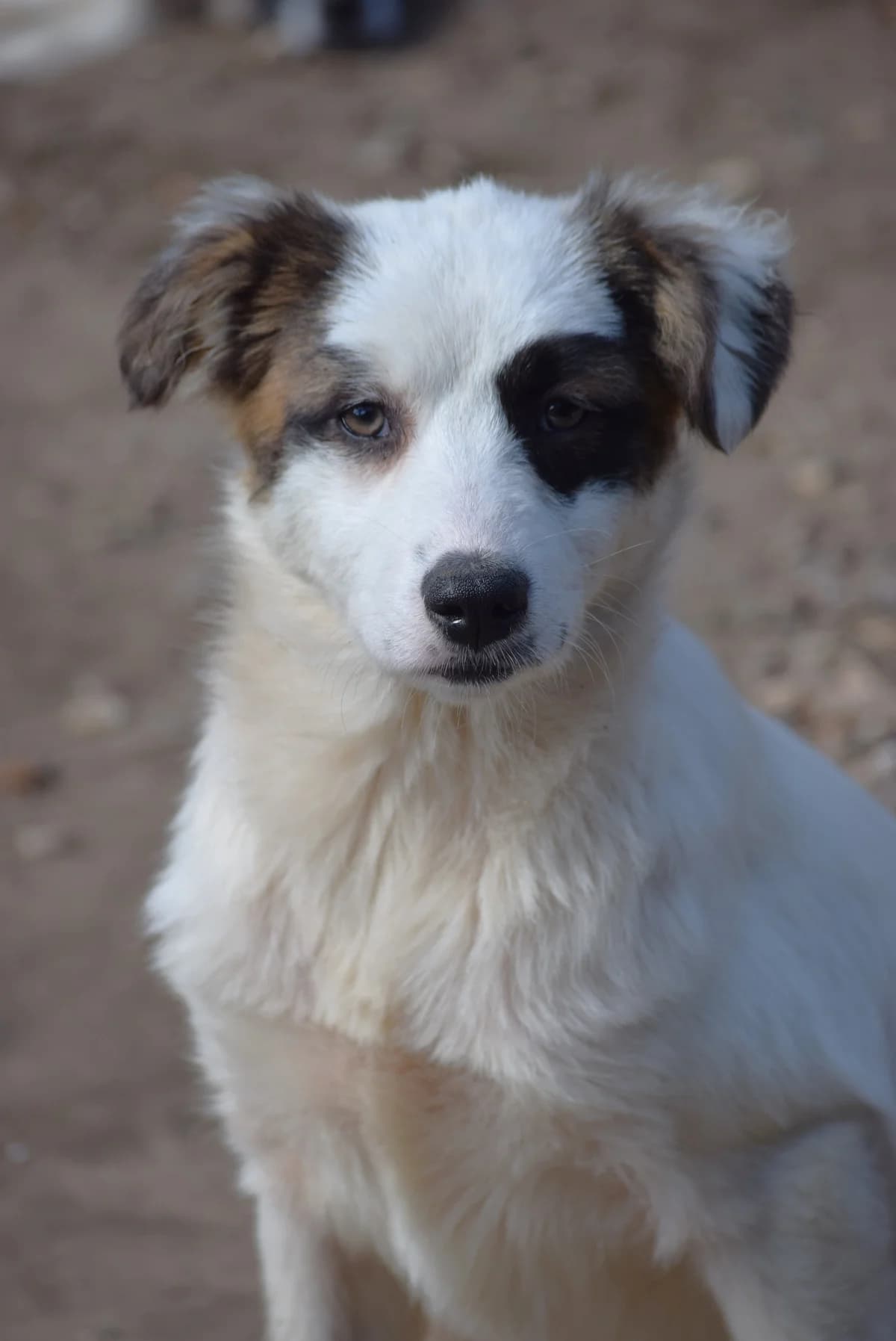 Brandy, female senior Mixed Breed for adoption at Julias Tierheim Ahaus
