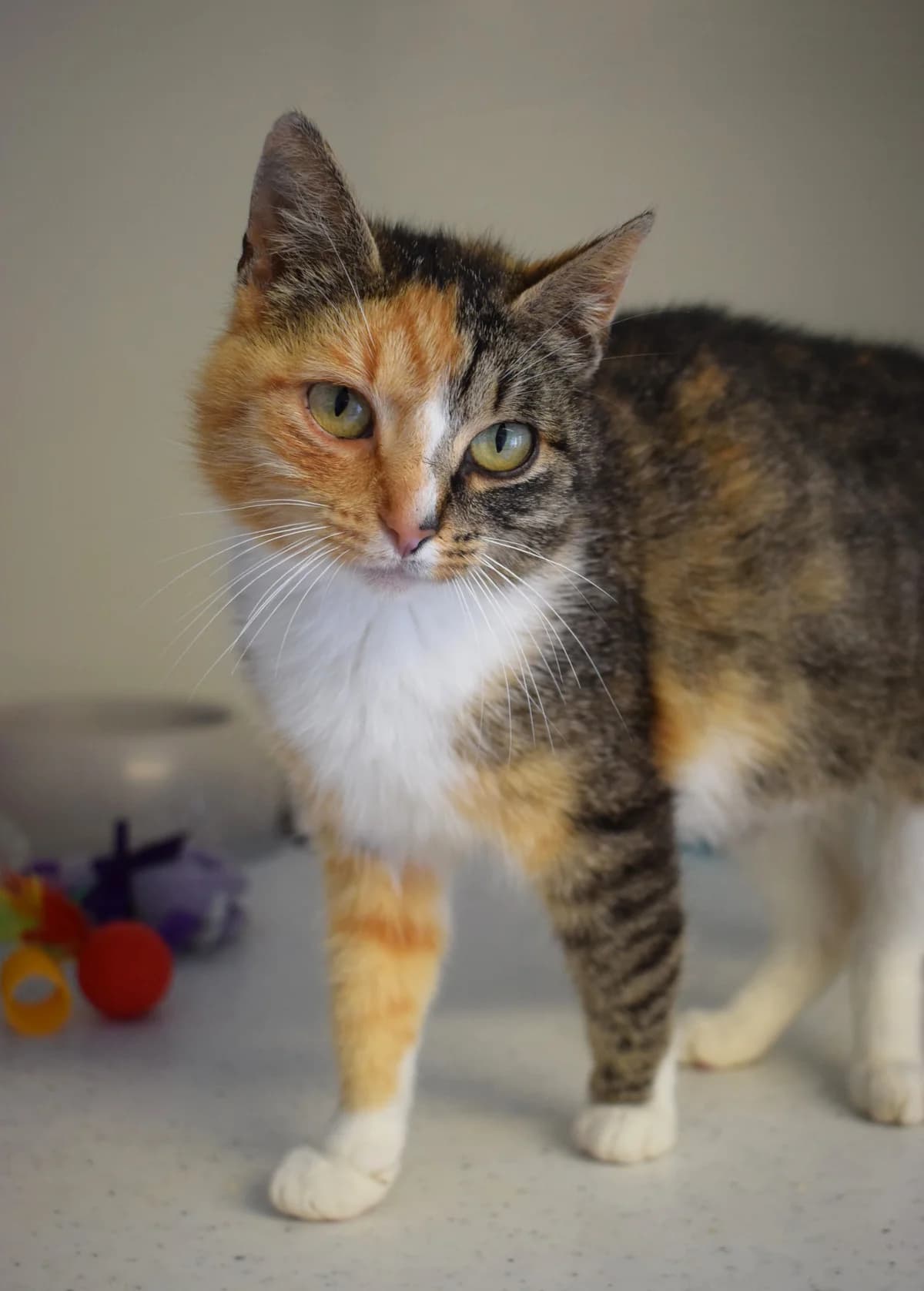 Brina, Mixed Breed (Julias Tierheim Ahaus)