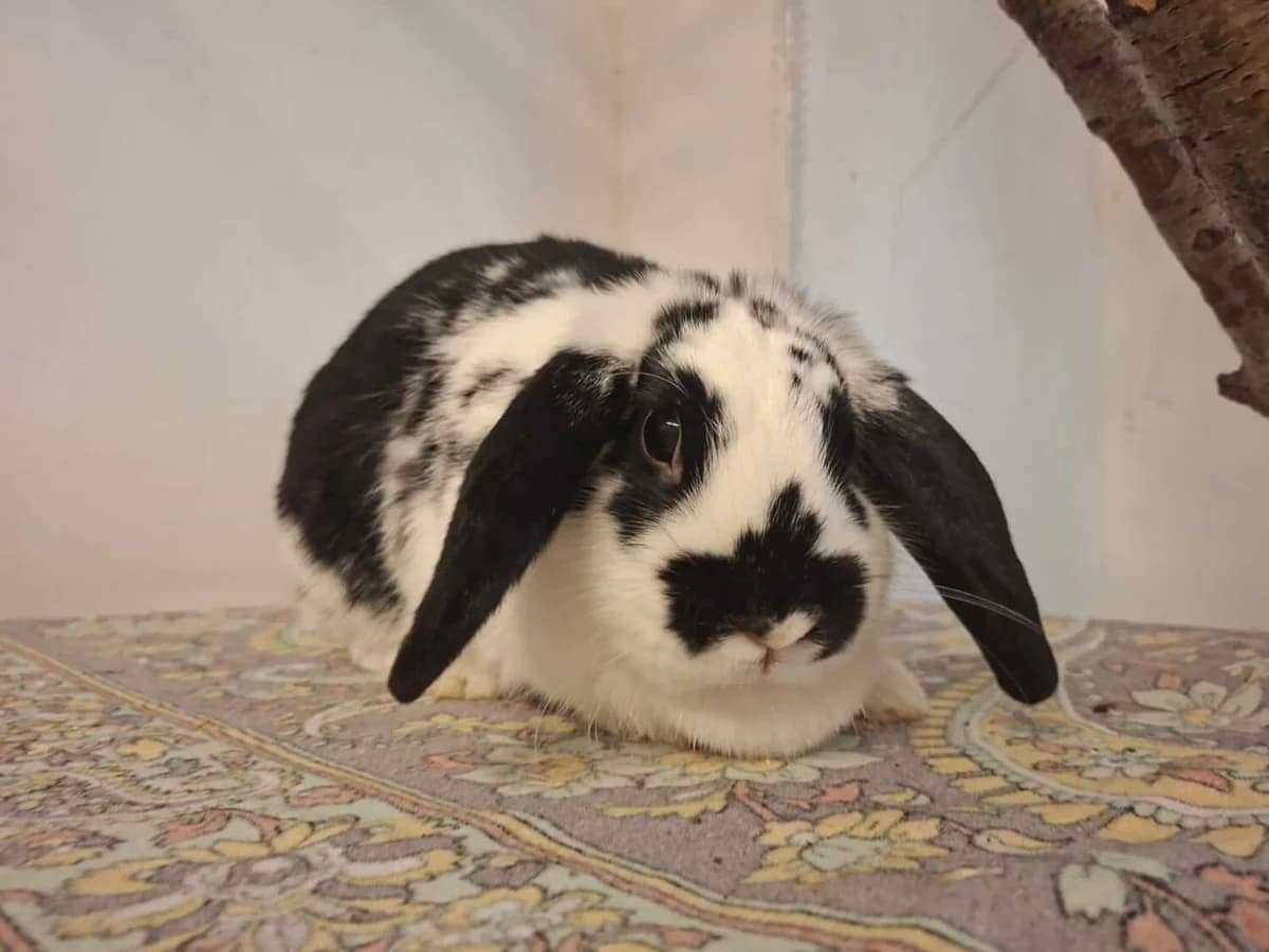 Bunny, female senior Mixed Breed for adoption at Julias Tierheim Ahaus