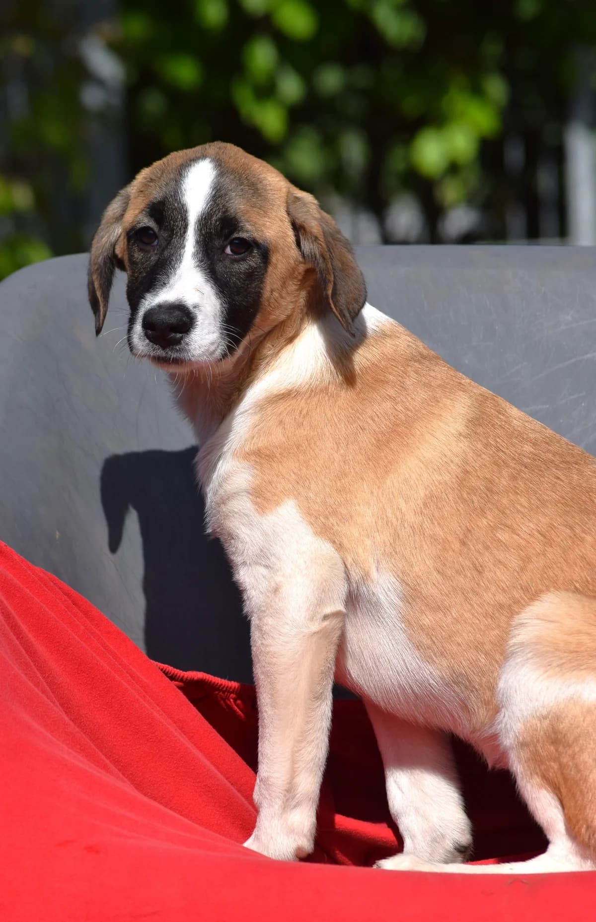 Capri, female Mixed Breed for adoption at Julias Tierheim Ahaus