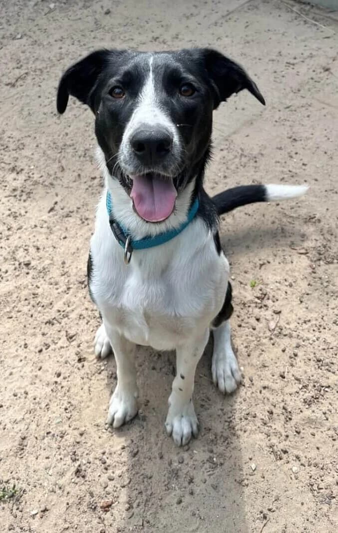 Charly, male senior Mixed Breed for adoption at Julias Tierheim Ahaus