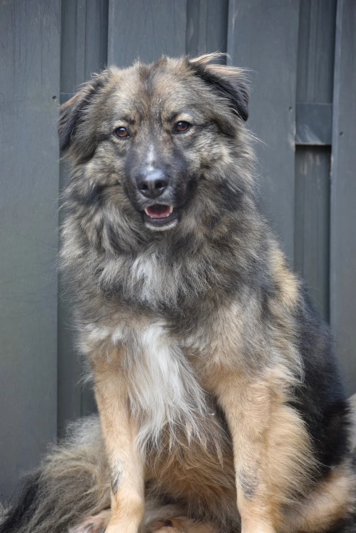 Chico, male senior Mixed Breed for adoption at Julias Tierheim Ahaus