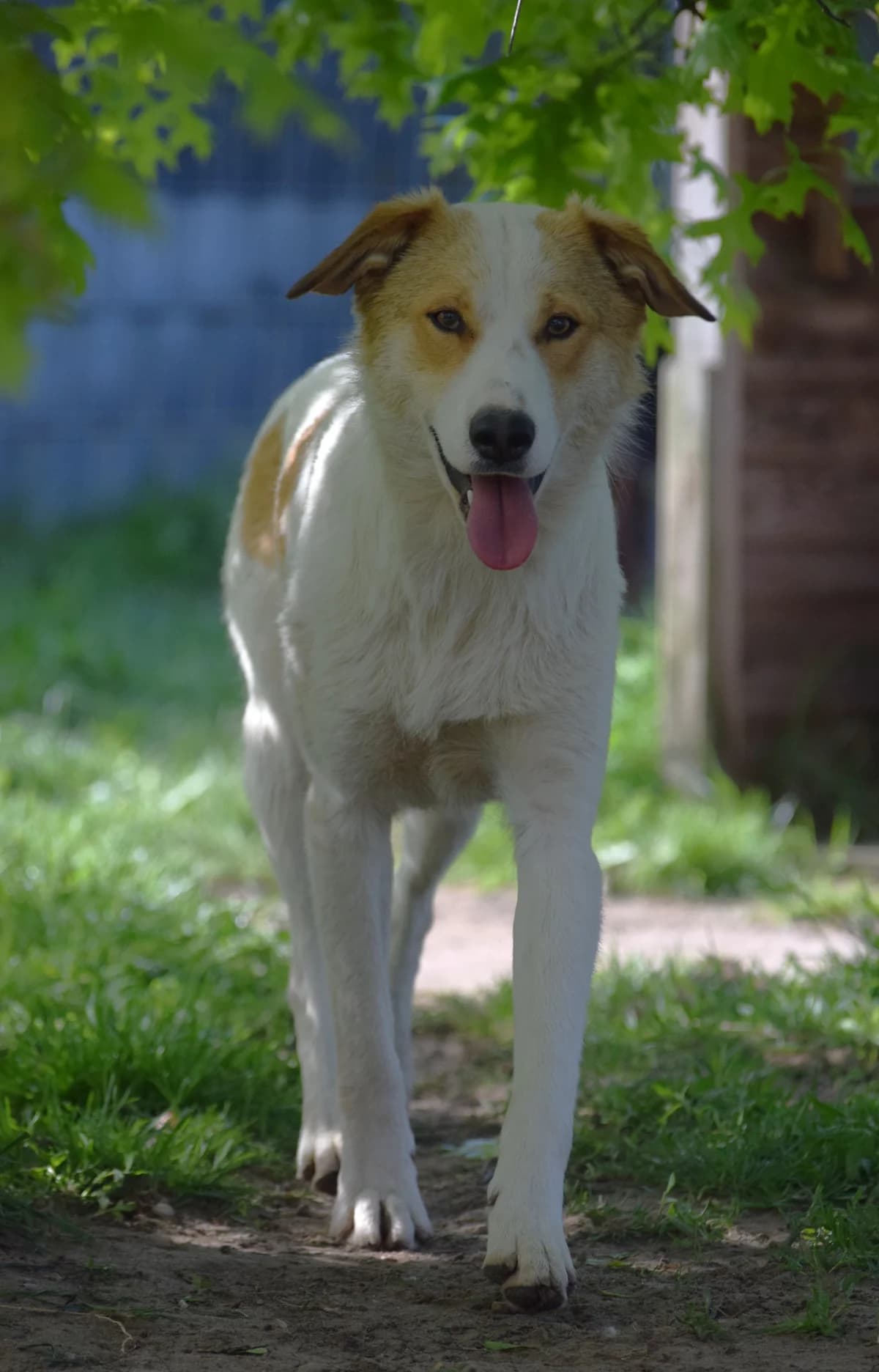 Chico, male senior Mixed Breed for adoption at Julias Tierheim Ahaus