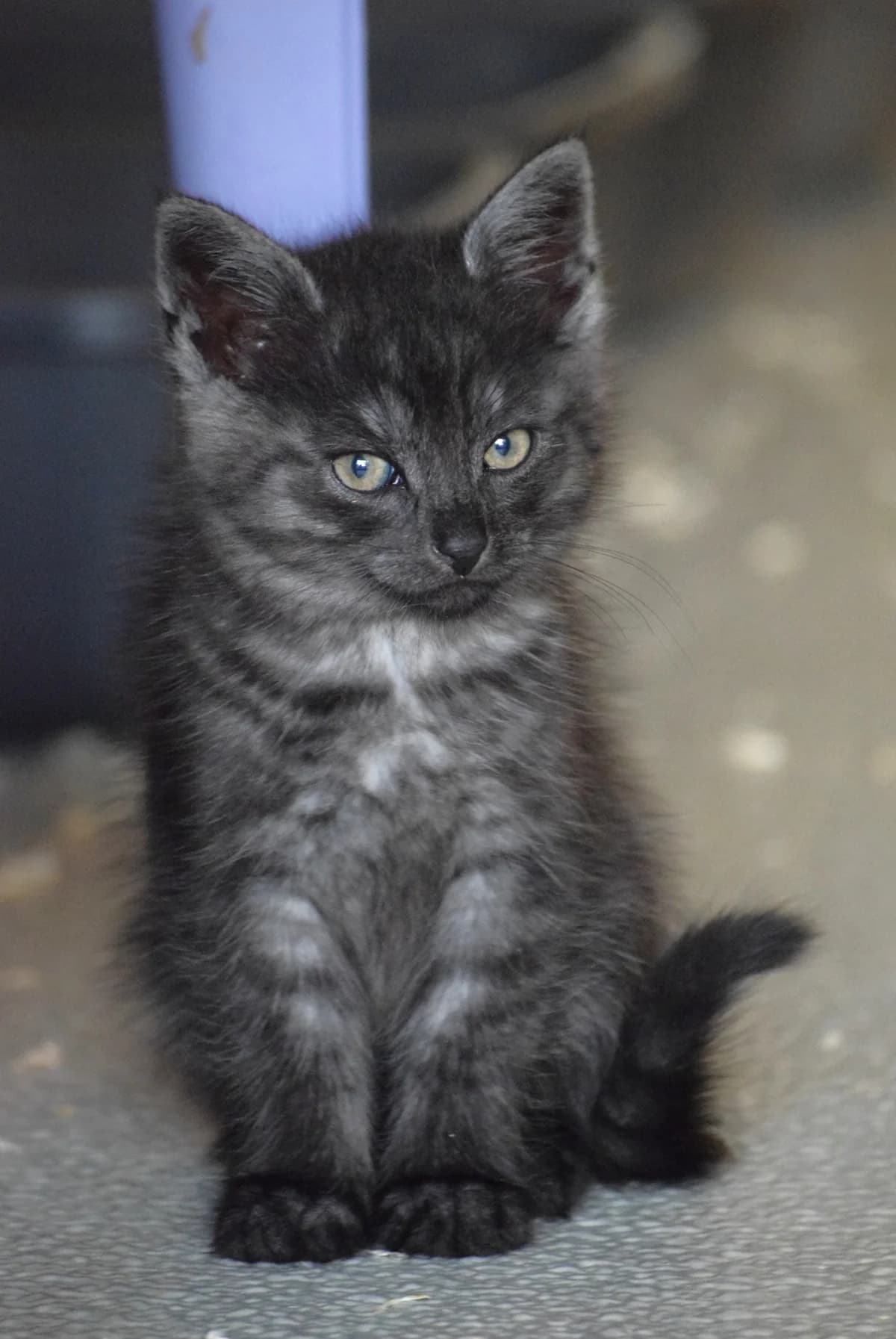 Christiano, male Mixed Breed for adoption at Julias Tierheim Ahaus