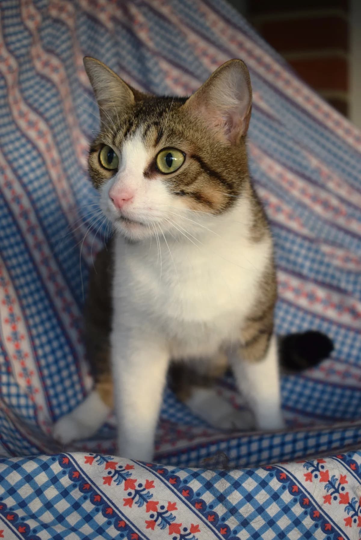 Elina, female senior Mixed Breed for adoption at Julias Tierheim Ahaus