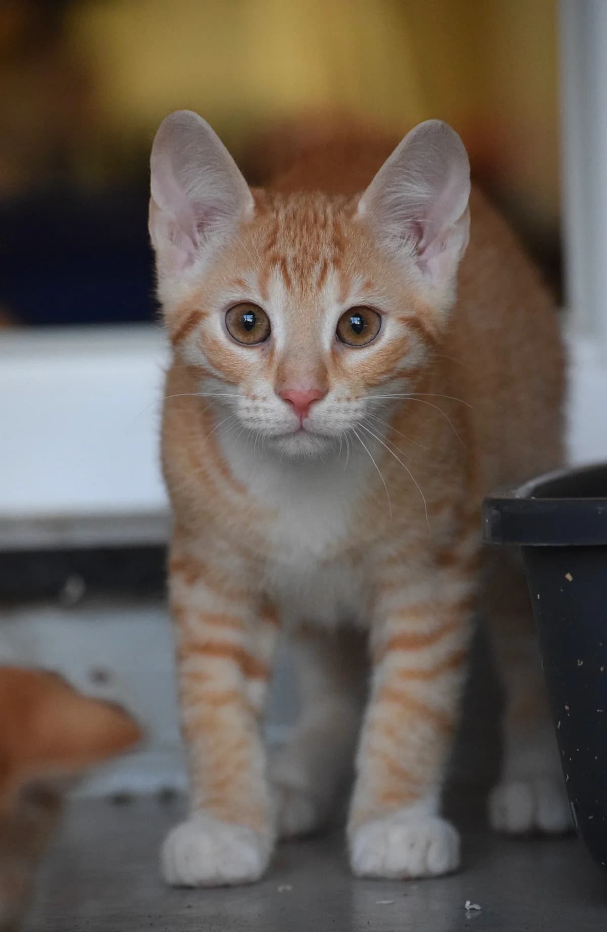 Elvis, male senior Mixed Breed for adoption at Julias Tierheim Ahaus