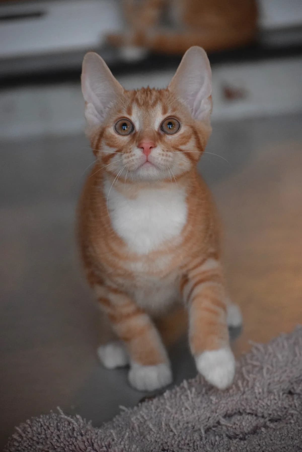 Emil, male senior Mixed Breed for adoption at Julias Tierheim Ahaus