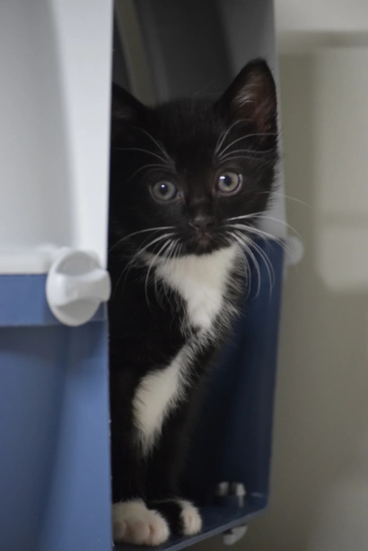 Emma, female Mixed Breed for adoption at Julias Tierheim Ahaus