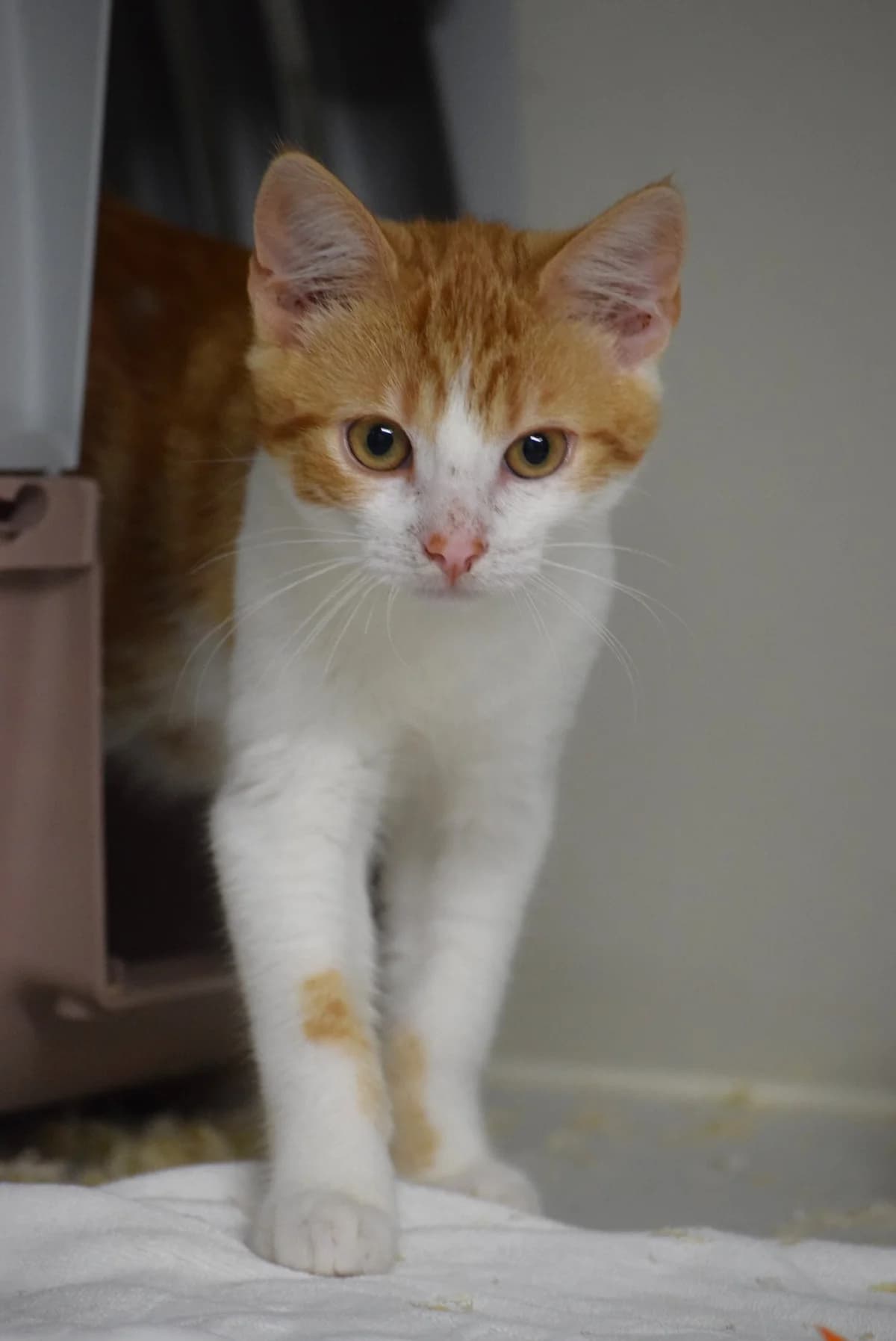 Erik, male Mixed Breed for adoption at Julias Tierheim Ahaus