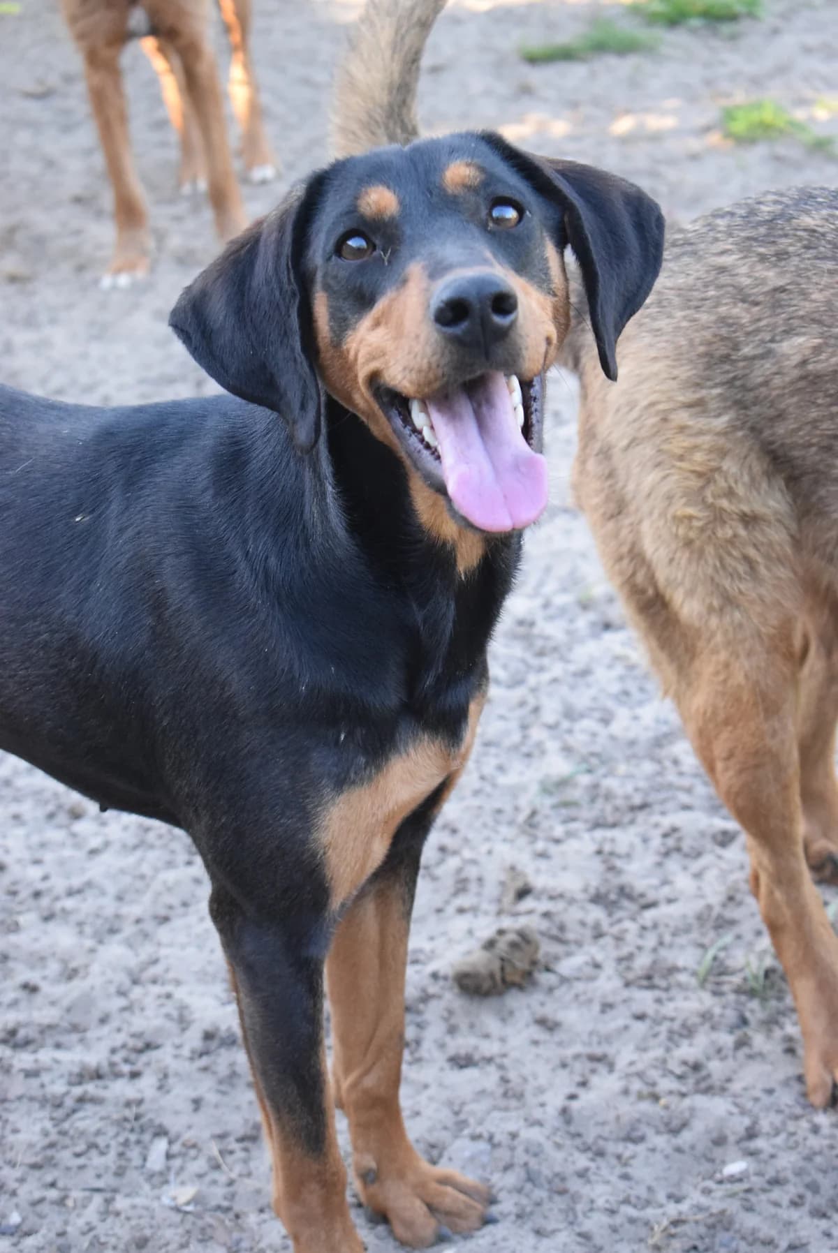 Frida, female senior Mixed Breed for adoption at Julias Tierheim Ahaus