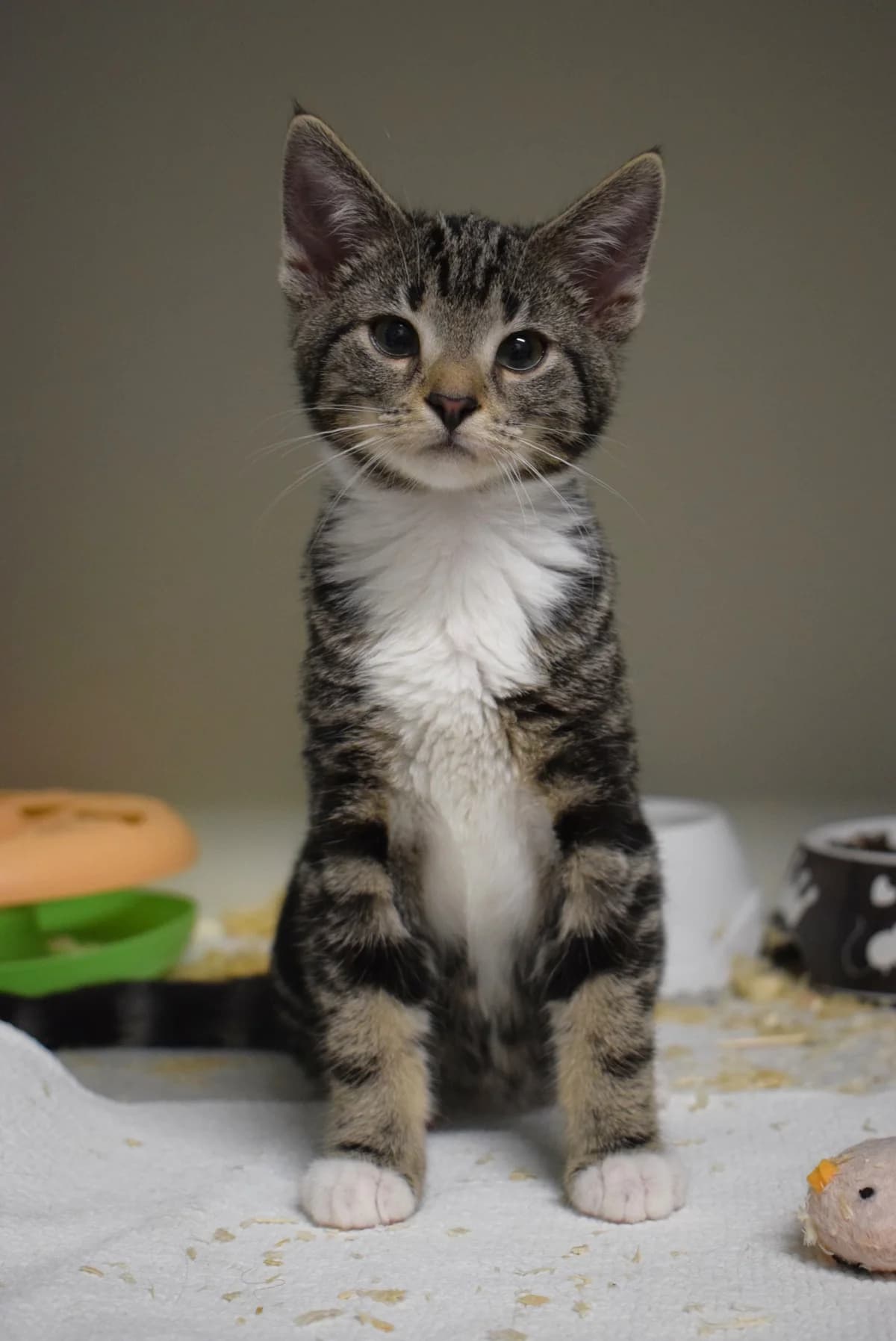 Gerd, male senior Mixed Breed for adoption at Julias Tierheim Ahaus
