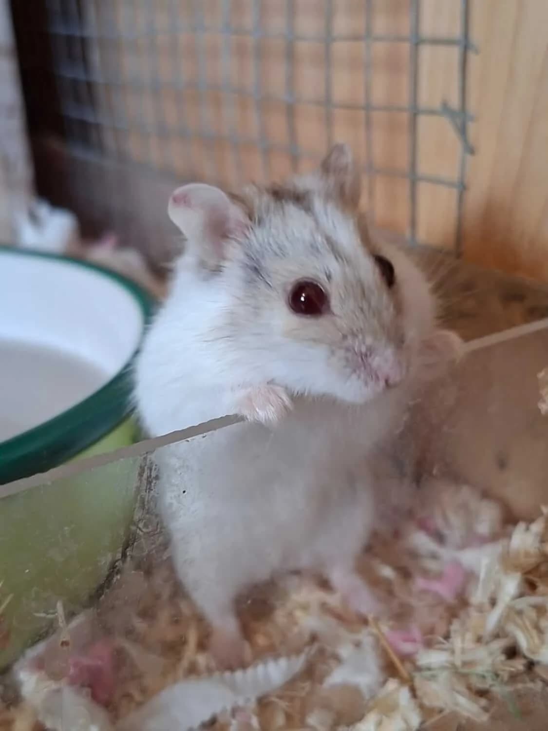 Wilhelmine, female senior Mixed Breed for adoption at Julias Tierheim Ahaus