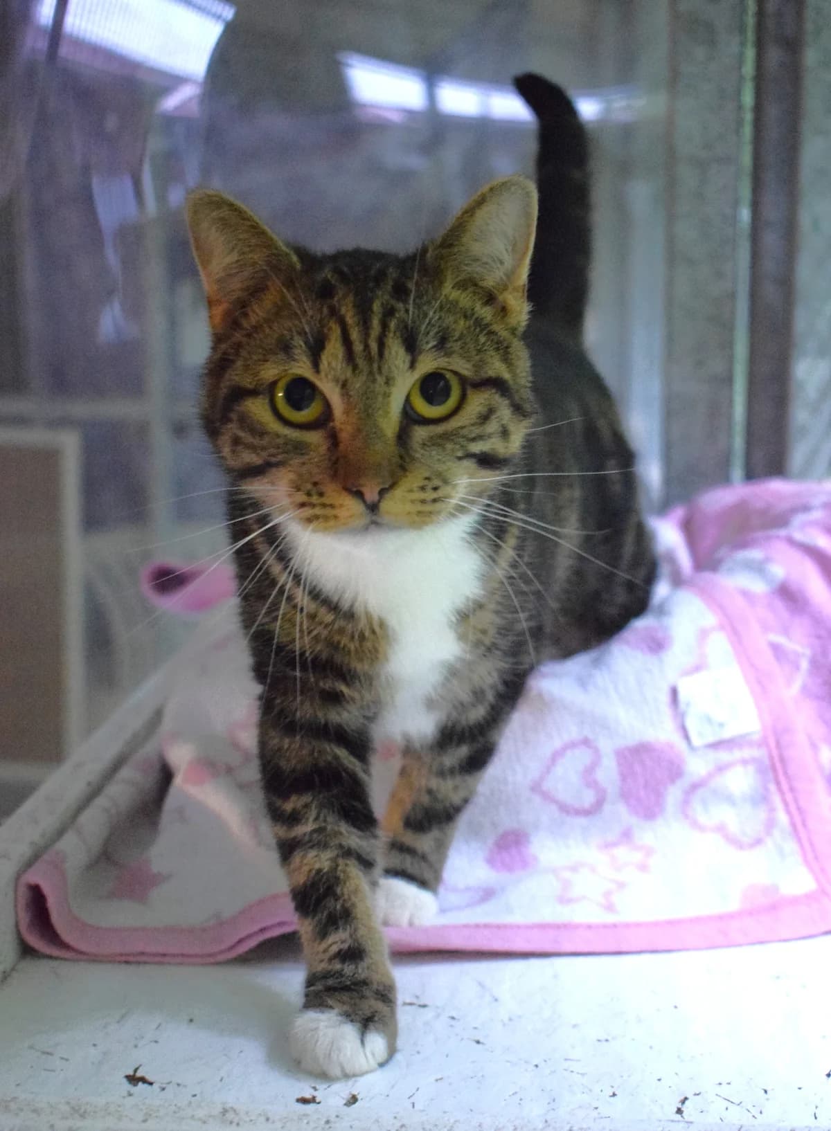Hanni, female senior Mixed Breed for adoption at Julias Tierheim Ahaus