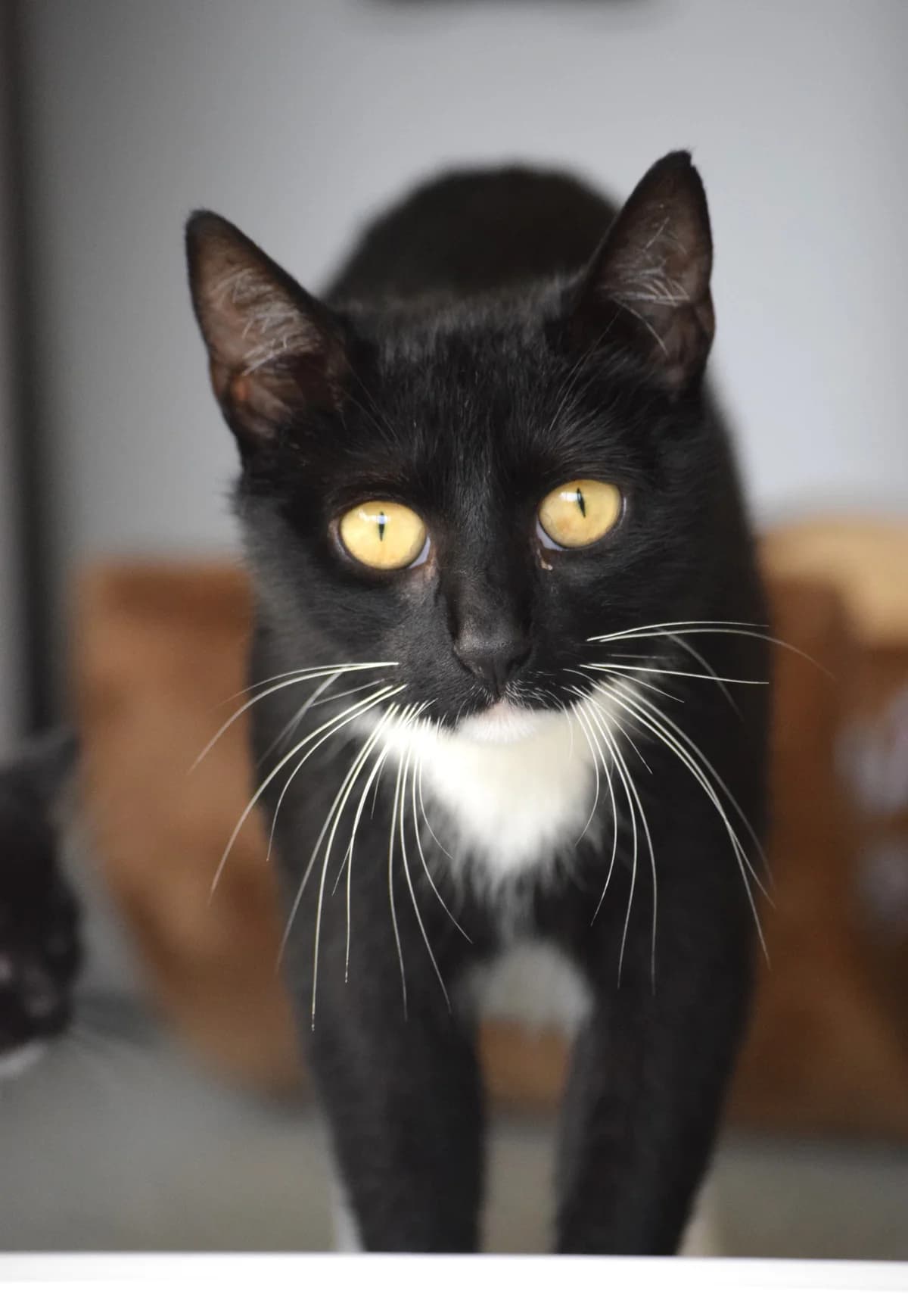 Havanna, female senior Mixed Breed for adoption at Julias Tierheim Ahaus