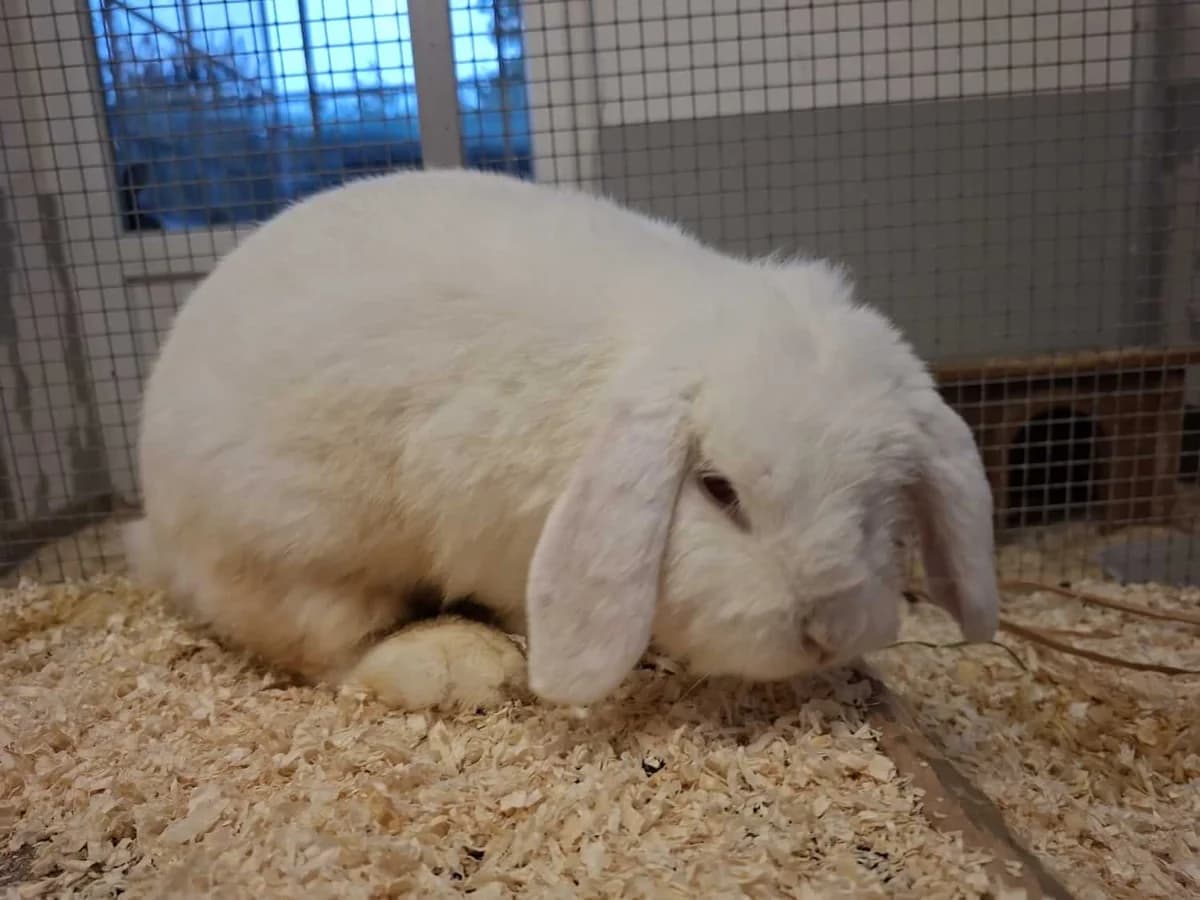 Helga, female senior Mixed Breed for adoption at Julias Tierheim Ahaus