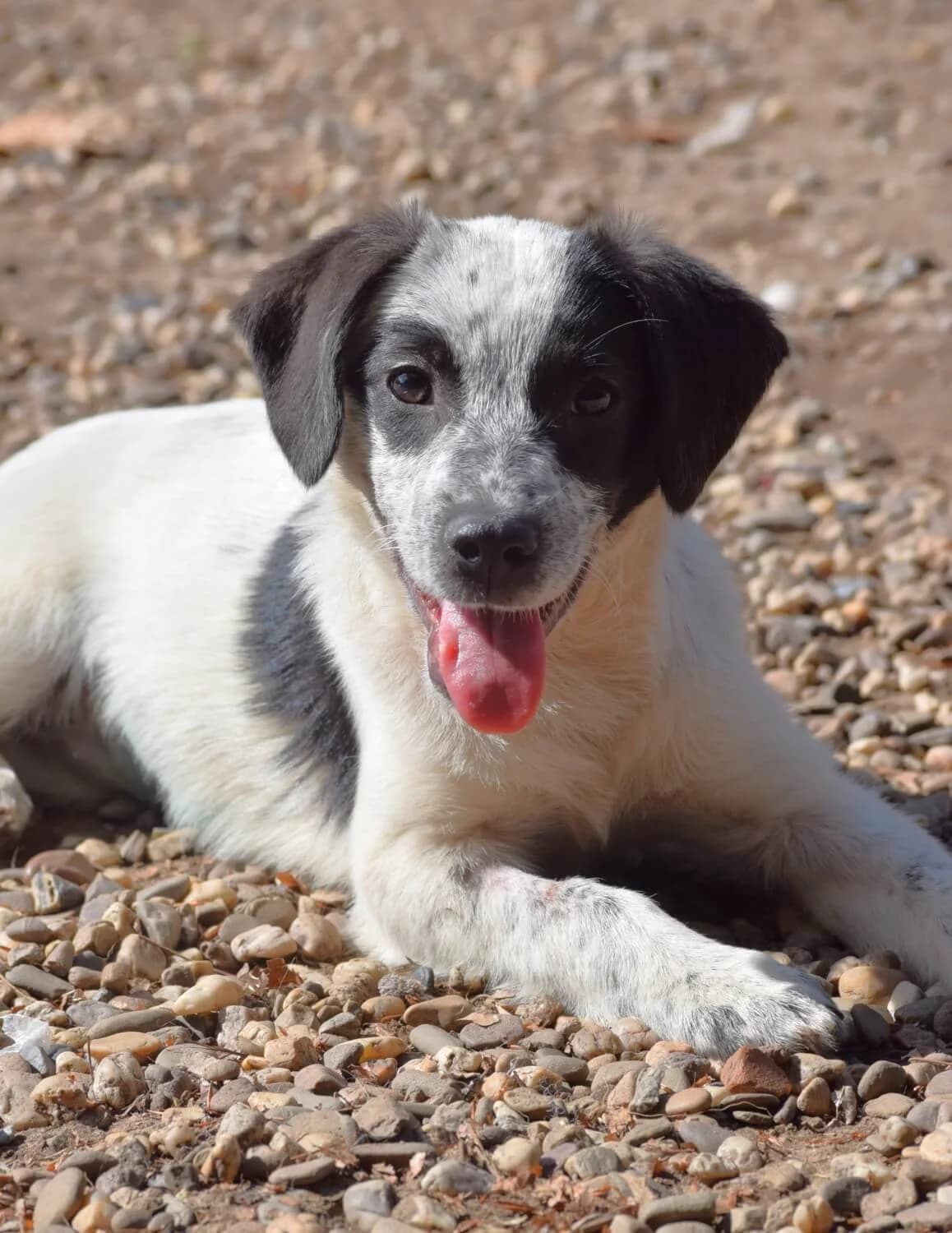 Imara, female senior Mixed Breed for adoption at Julias Tierheim Ahaus