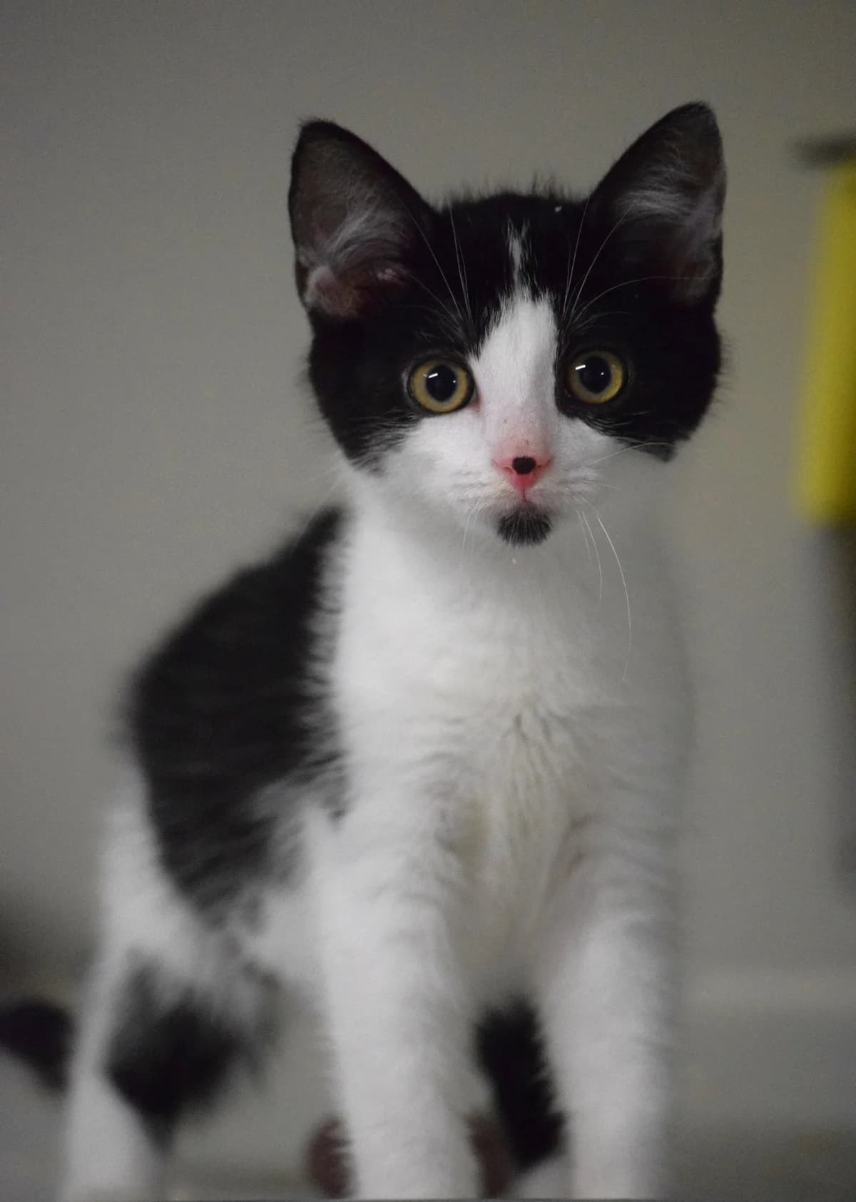 JON, male Mixed Breed for adoption at Julias Tierheim Ahaus