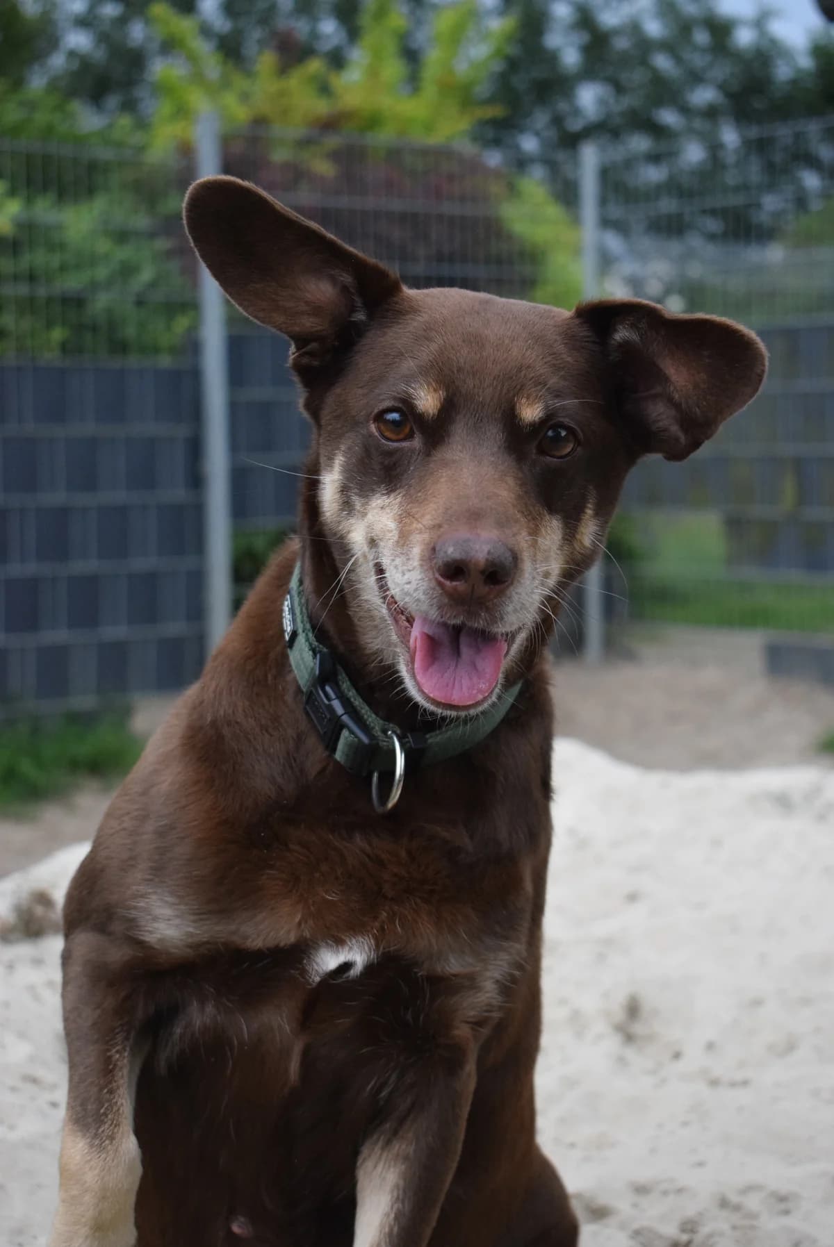 Jule, female Mixed Breed for adoption at Julias Tierheim Ahaus