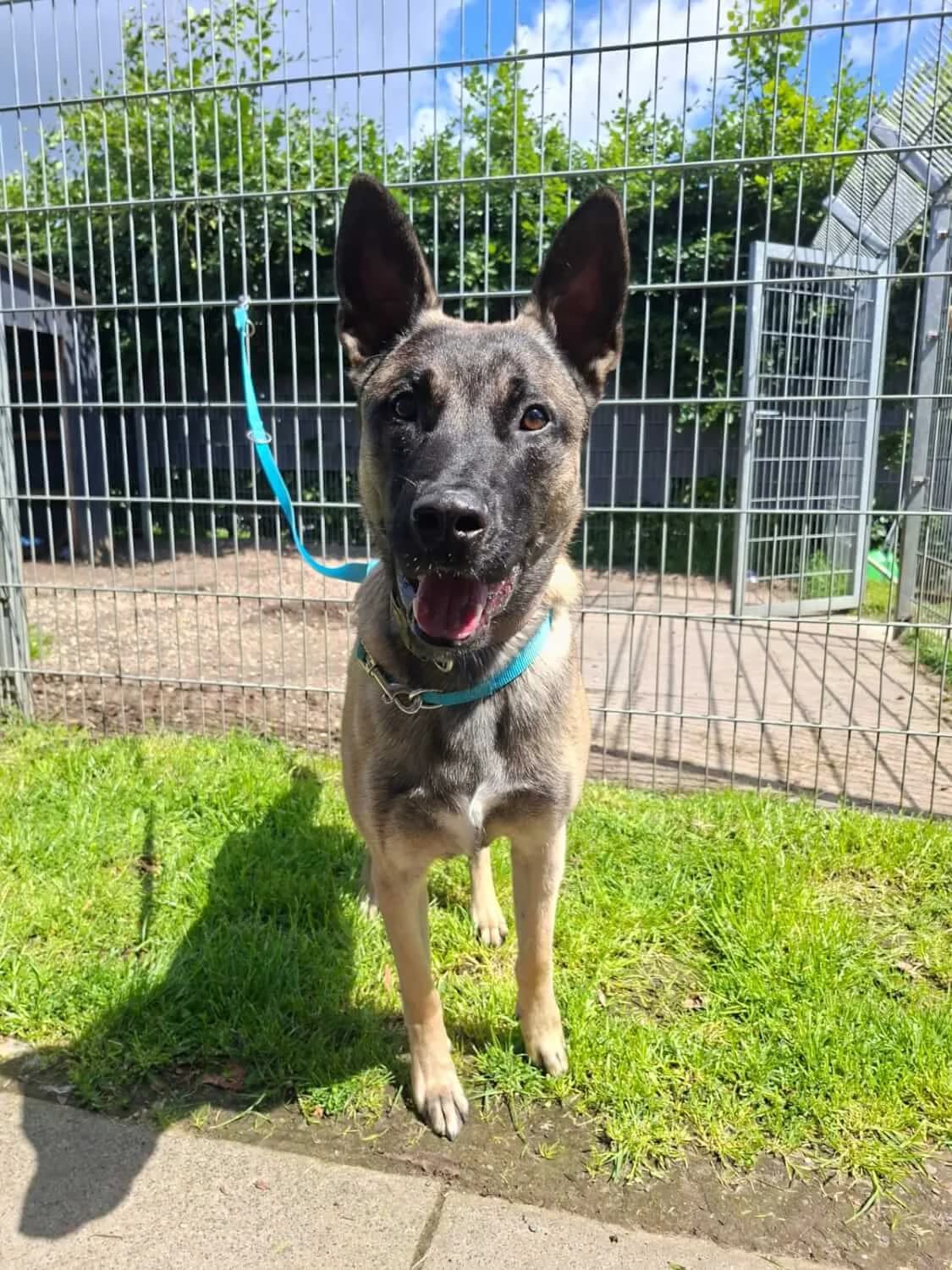 Kano, male senior Mixed Breed for adoption at Julias Tierheim Ahaus