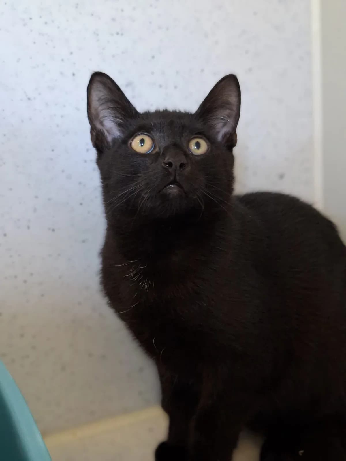 Leonardo, male Mixed Breed for adoption at Julias Tierheim Ahaus