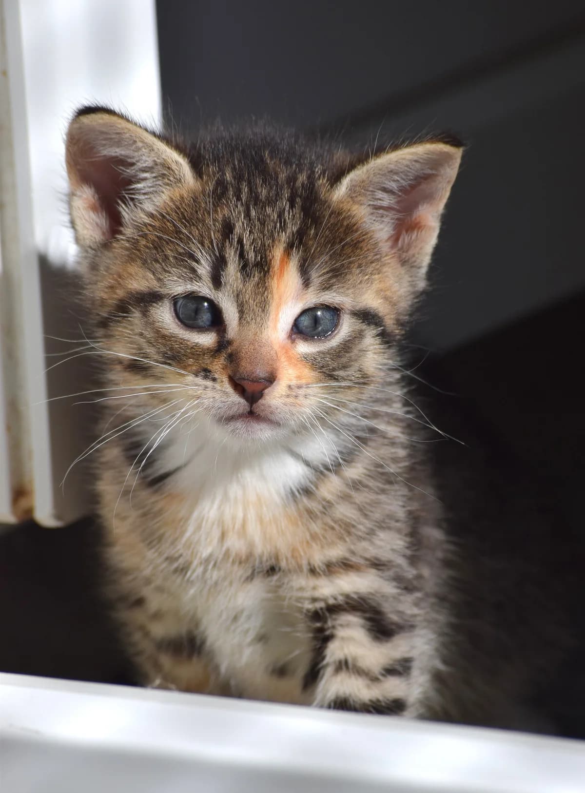 Leonie, female Mixed Breed for adoption at Julias Tierheim Ahaus