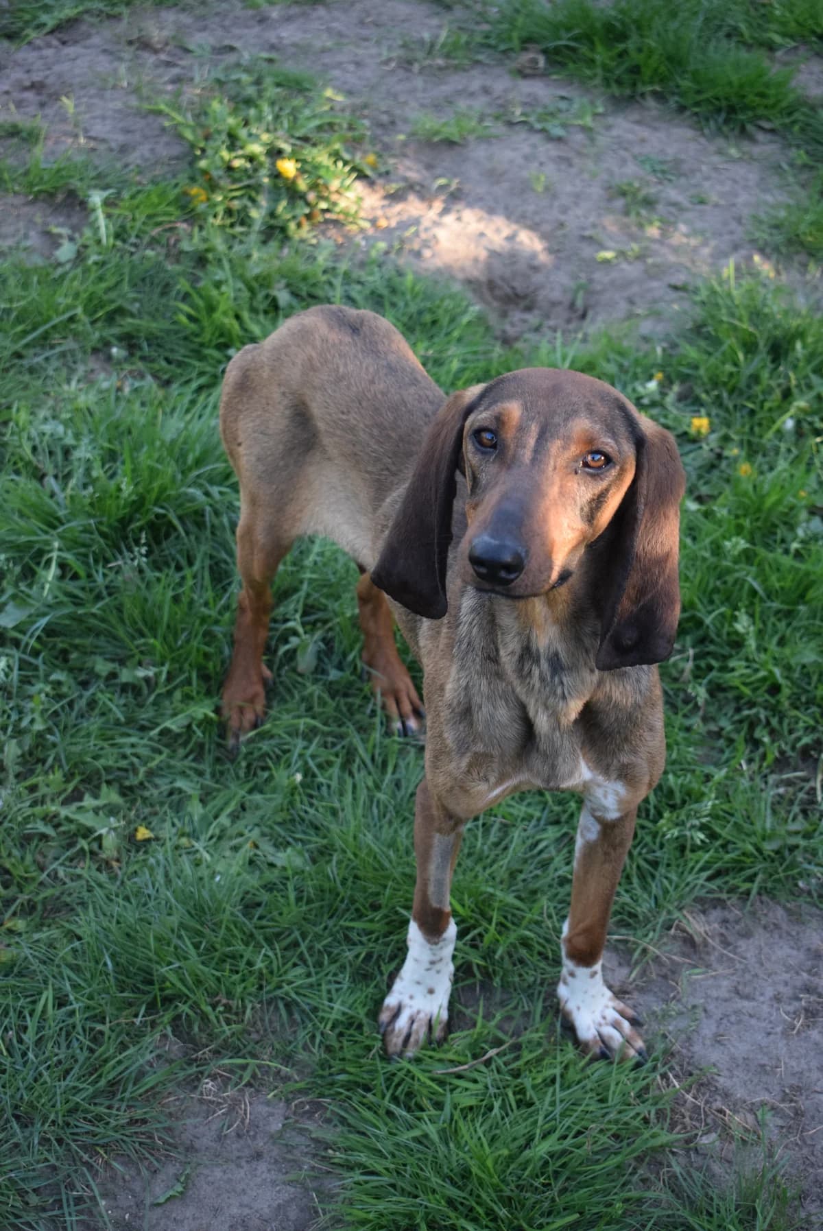 Lida, female Mixed Breed for adoption at Julias Tierheim Ahaus