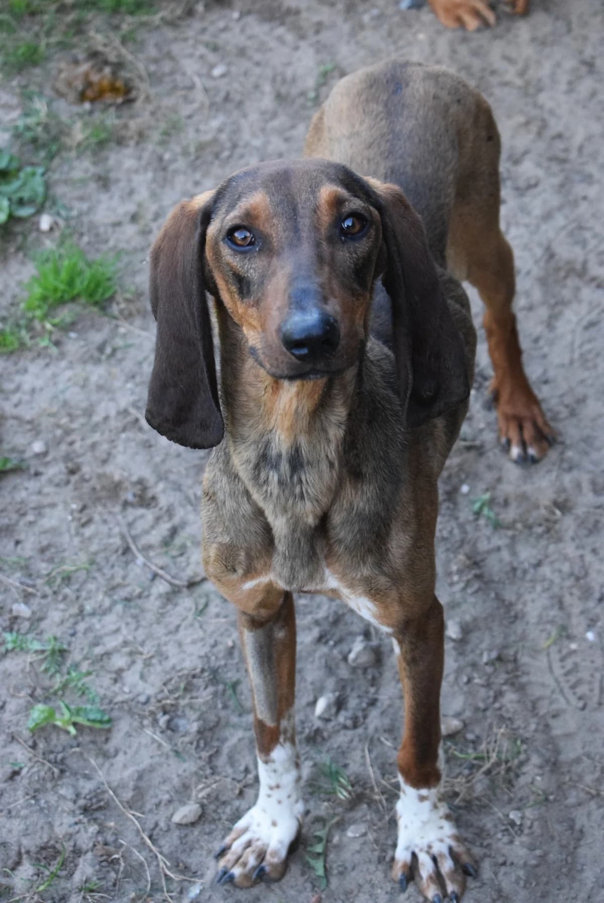 Lida, female Mixed Breed for adoption at Julias Tierheim Ahaus