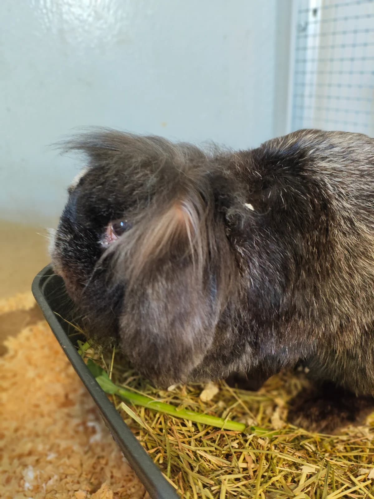 Lilly, female senior Mixed Breed for adoption at Julias Tierheim Ahaus