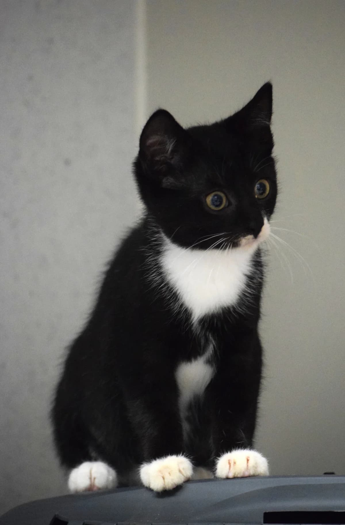 Linola, female senior Mixed Breed for adoption at Julias Tierheim Ahaus