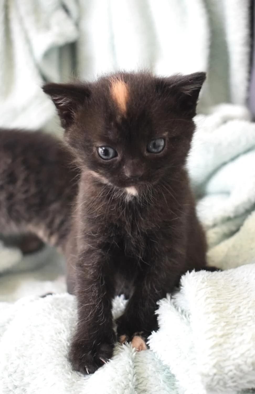 Madita, female Mixed Breed for adoption at Julias Tierheim Ahaus