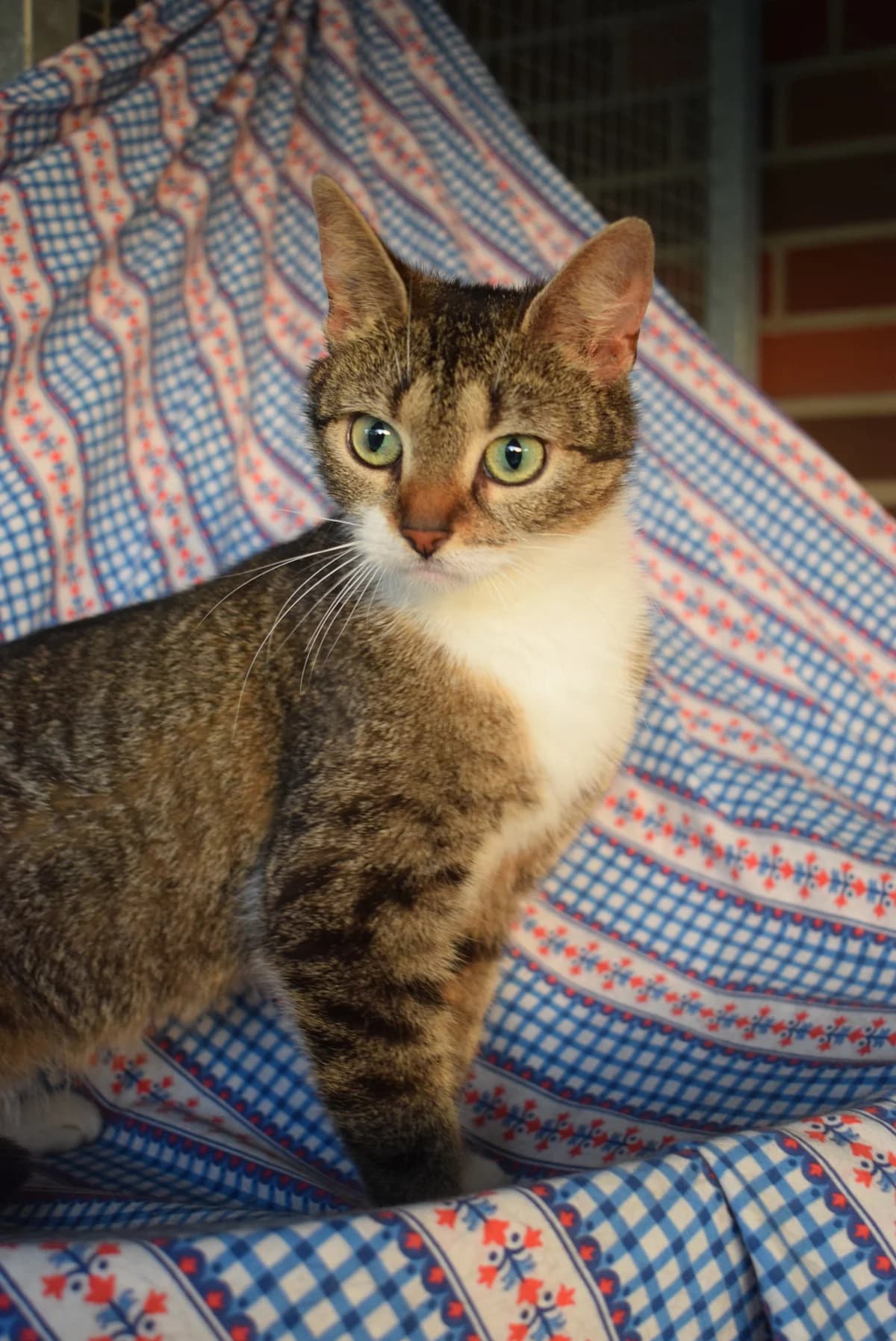 Margo, female senior Mixed Breed for adoption at Julias Tierheim Ahaus