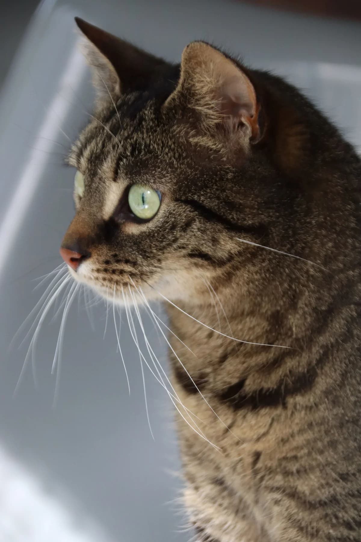 Mauzi, female senior Mixed Breed for adoption at Julias Tierheim Ahaus