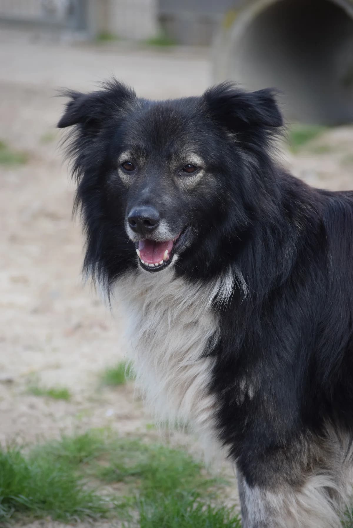 MAX, male senior Mixed Breed for adoption at Julias Tierheim Ahaus
