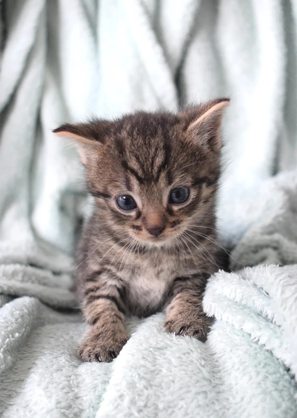 Milagros, male Mixed Breed for adoption at Julias Tierheim Ahaus