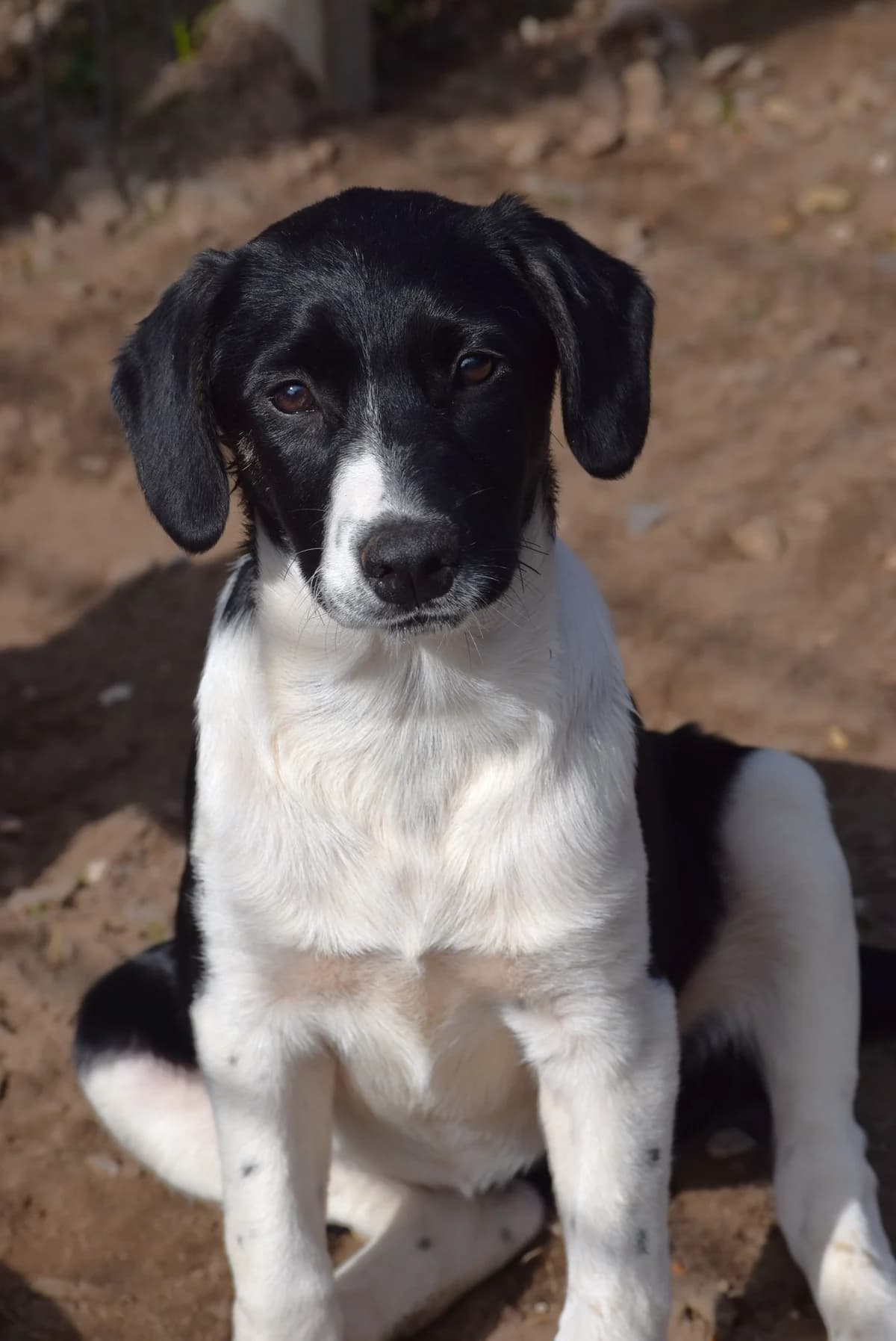 Mina, female senior Mixed Breed for adoption at Julias Tierheim Ahaus