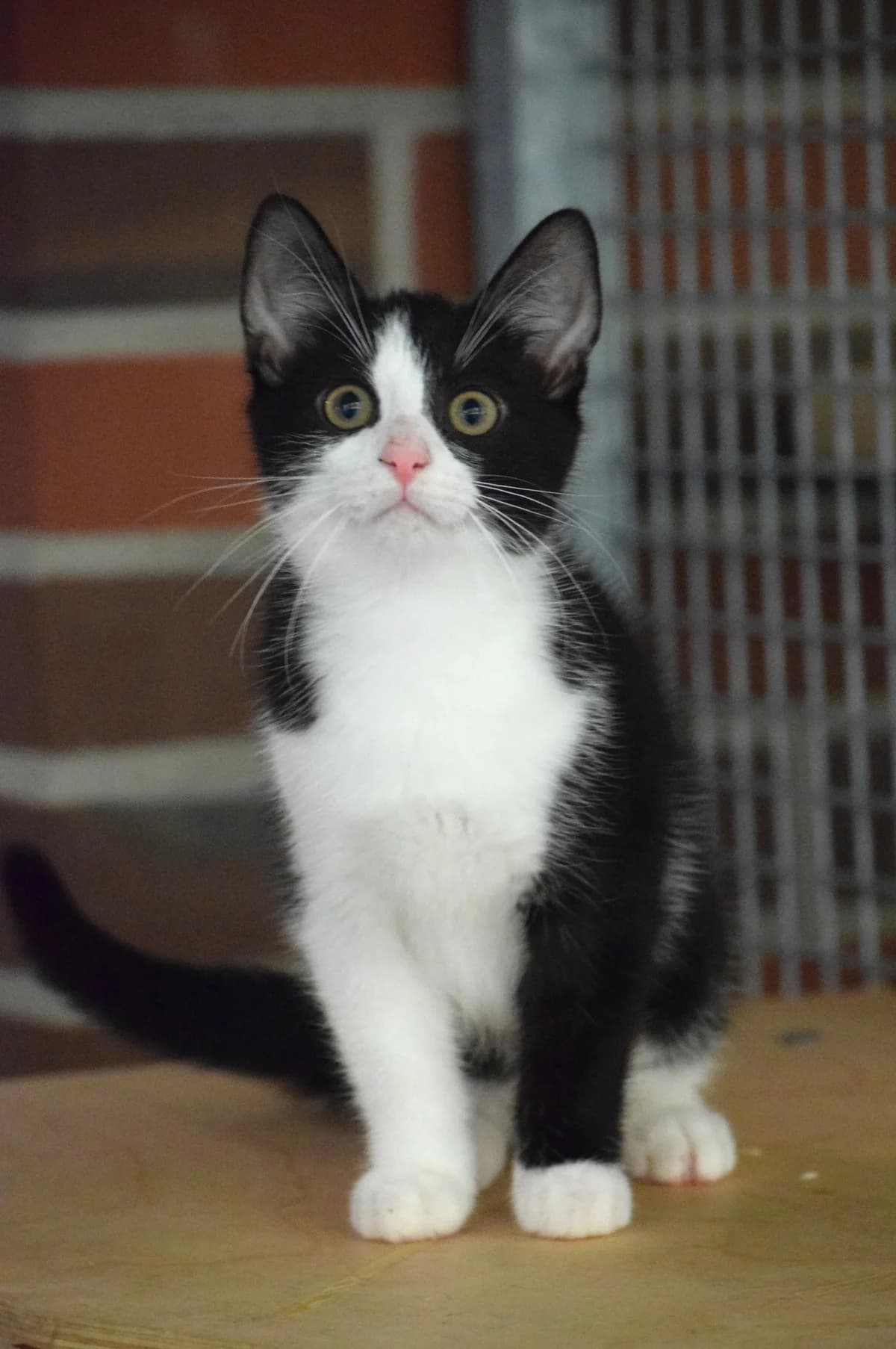 Mogli, male senior Mixed Breed for adoption at Julias Tierheim Ahaus