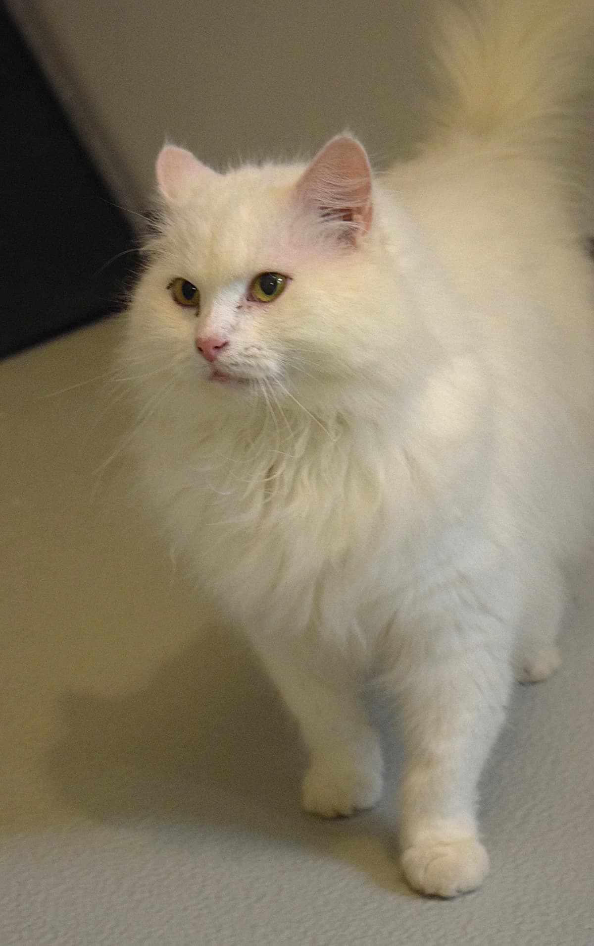 Mokka, male senior Mixed Breed for adoption at Julias Tierheim Ahaus
