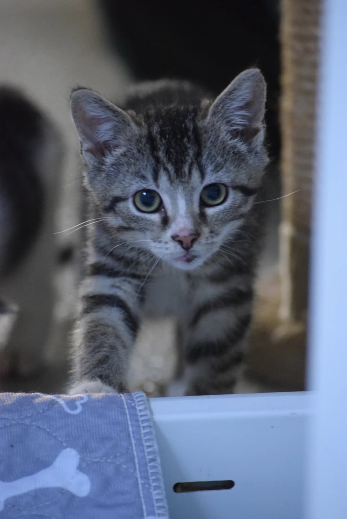 Odin, male Mixed Breed for adoption at Julias Tierheim Ahaus