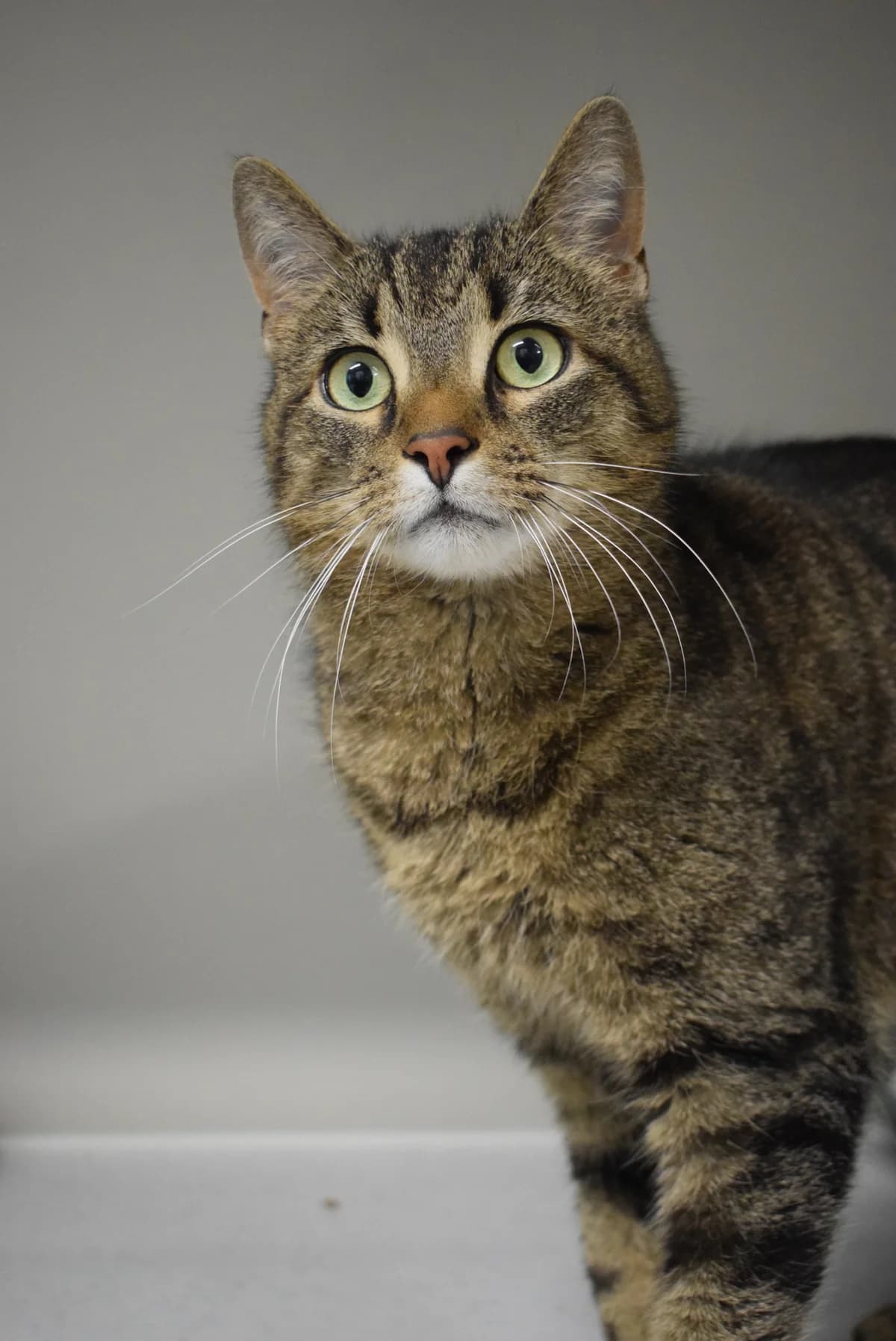 Olaf, Mixed Breed (Julias Tierheim Ahaus)