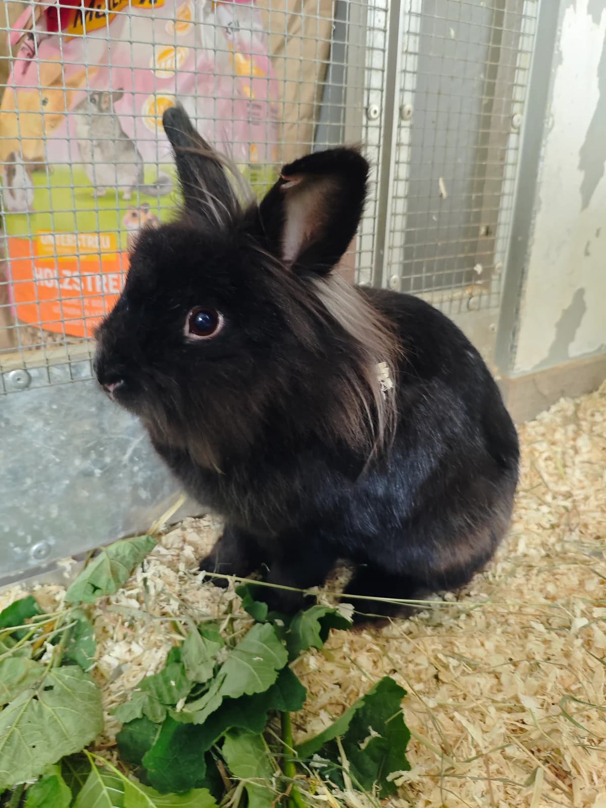 Oreo, male senior Mixed Breed for adoption at Julias Tierheim Ahaus