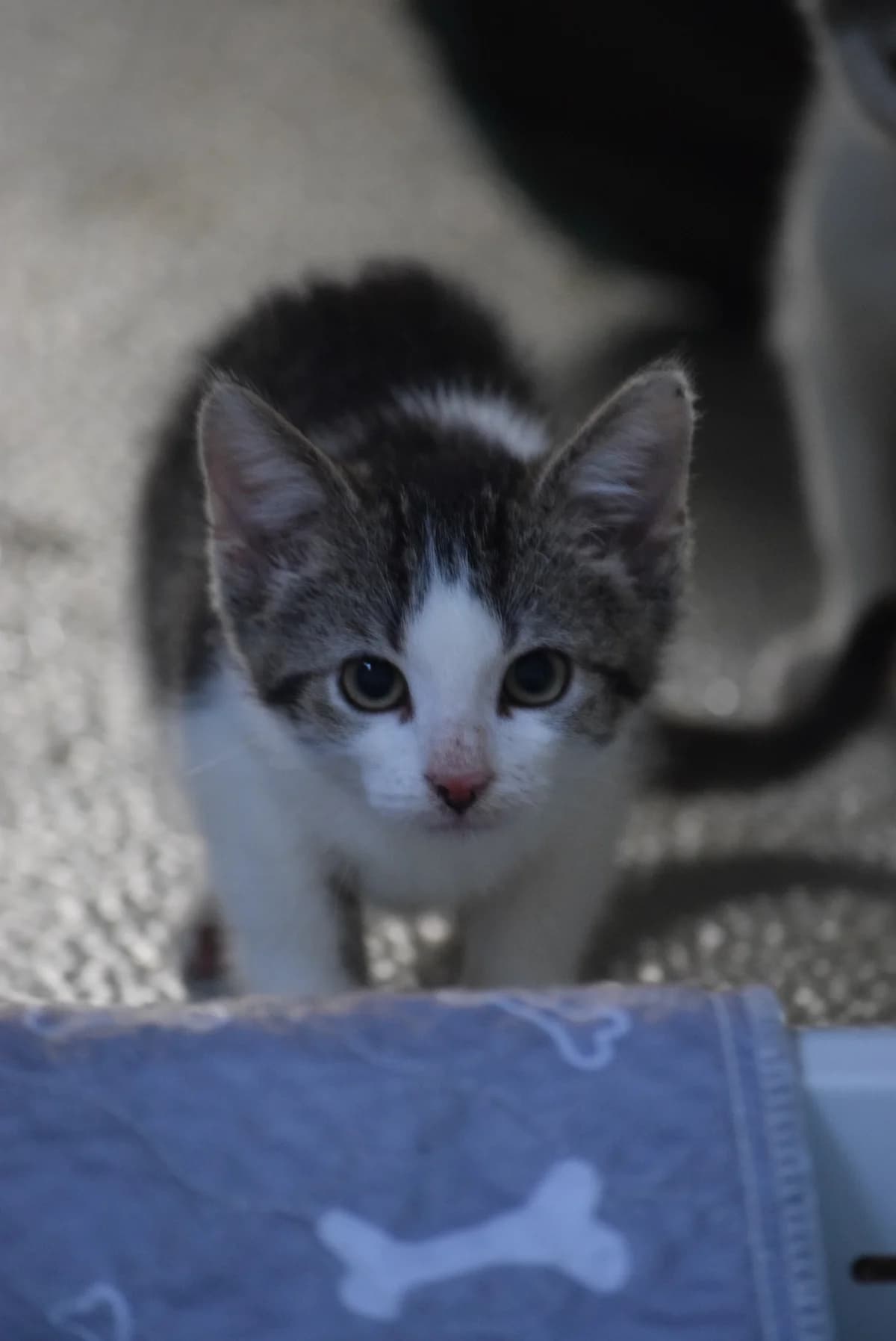 Otis, Mixed Breed (Julias Tierheim Ahaus)