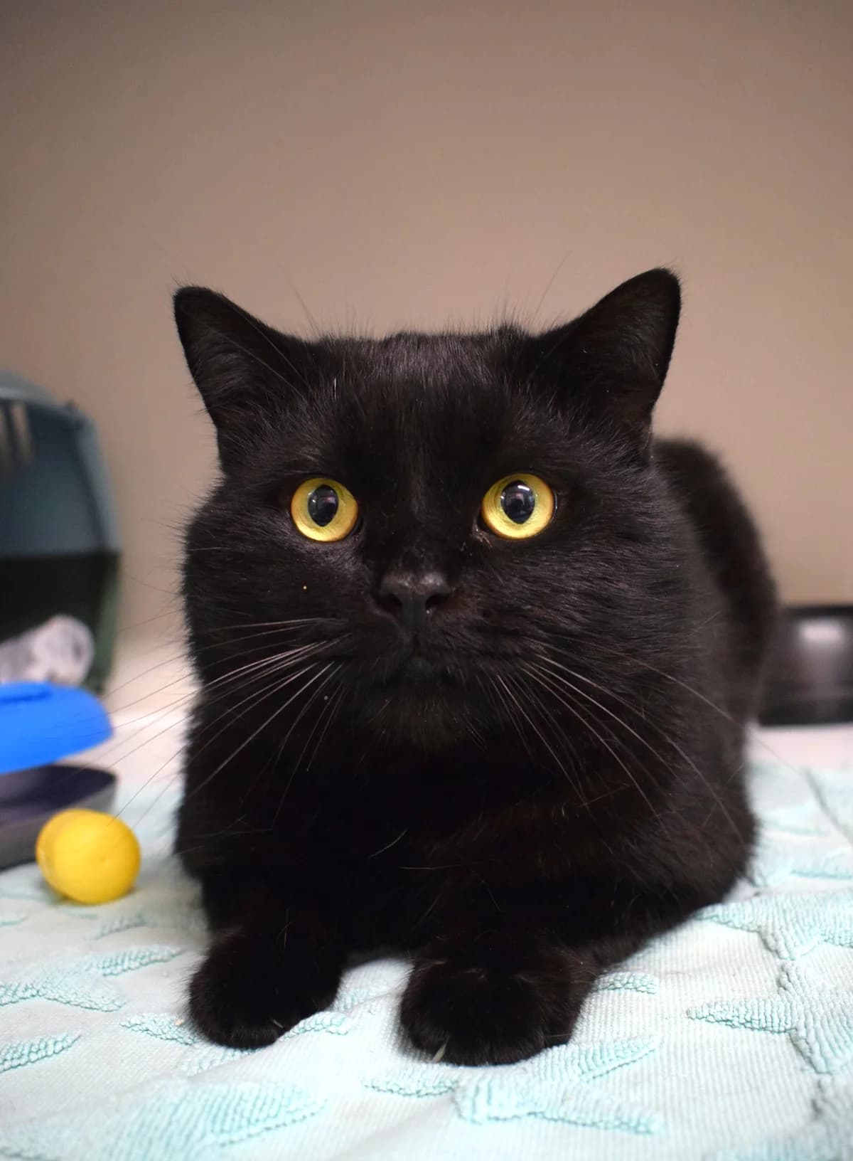 Panther, schwarz male senior Mixed Breed for adoption at Julias Tierheim Ahaus