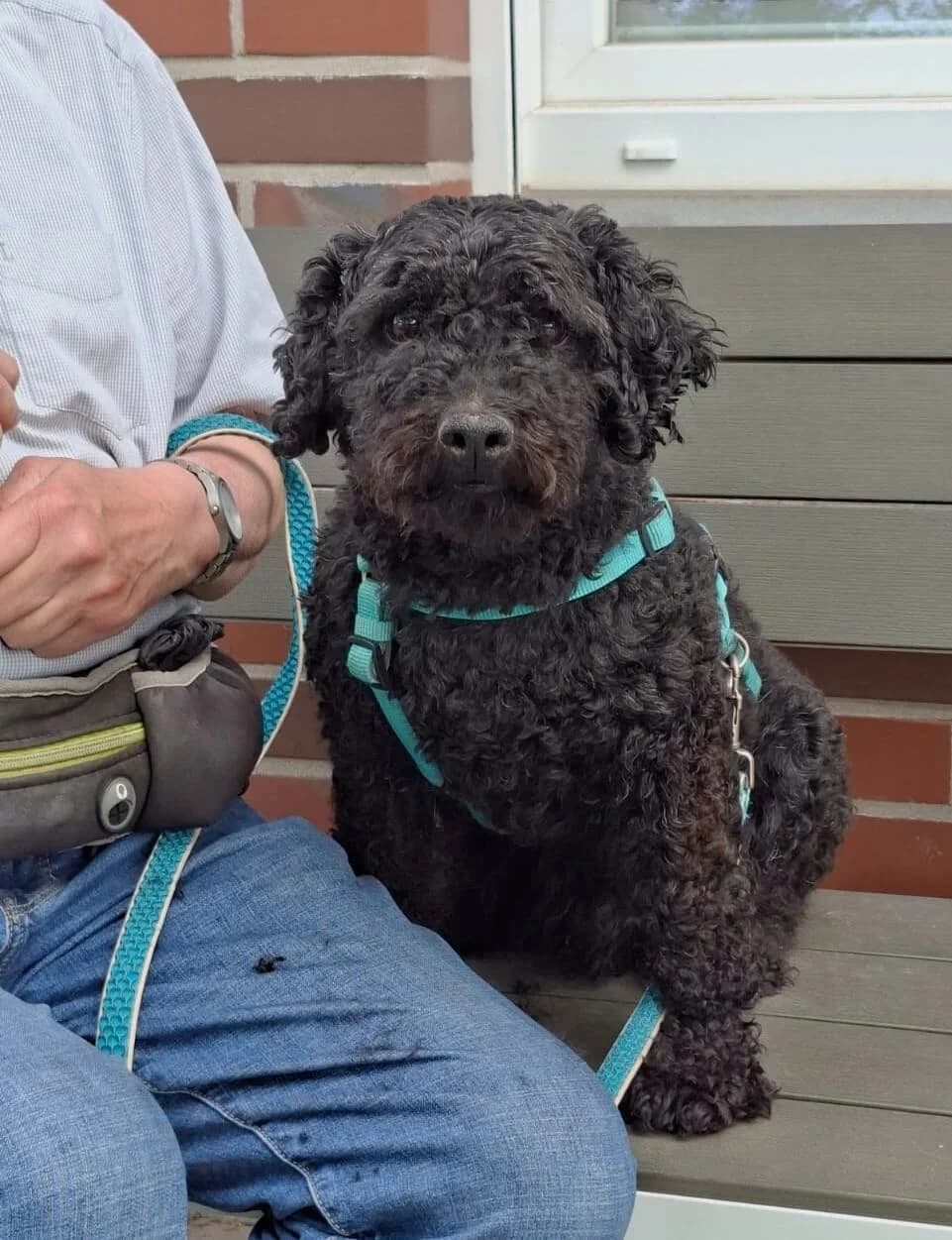Piccolino, male senior Mixed Breed for adoption at Julias Tierheim Ahaus