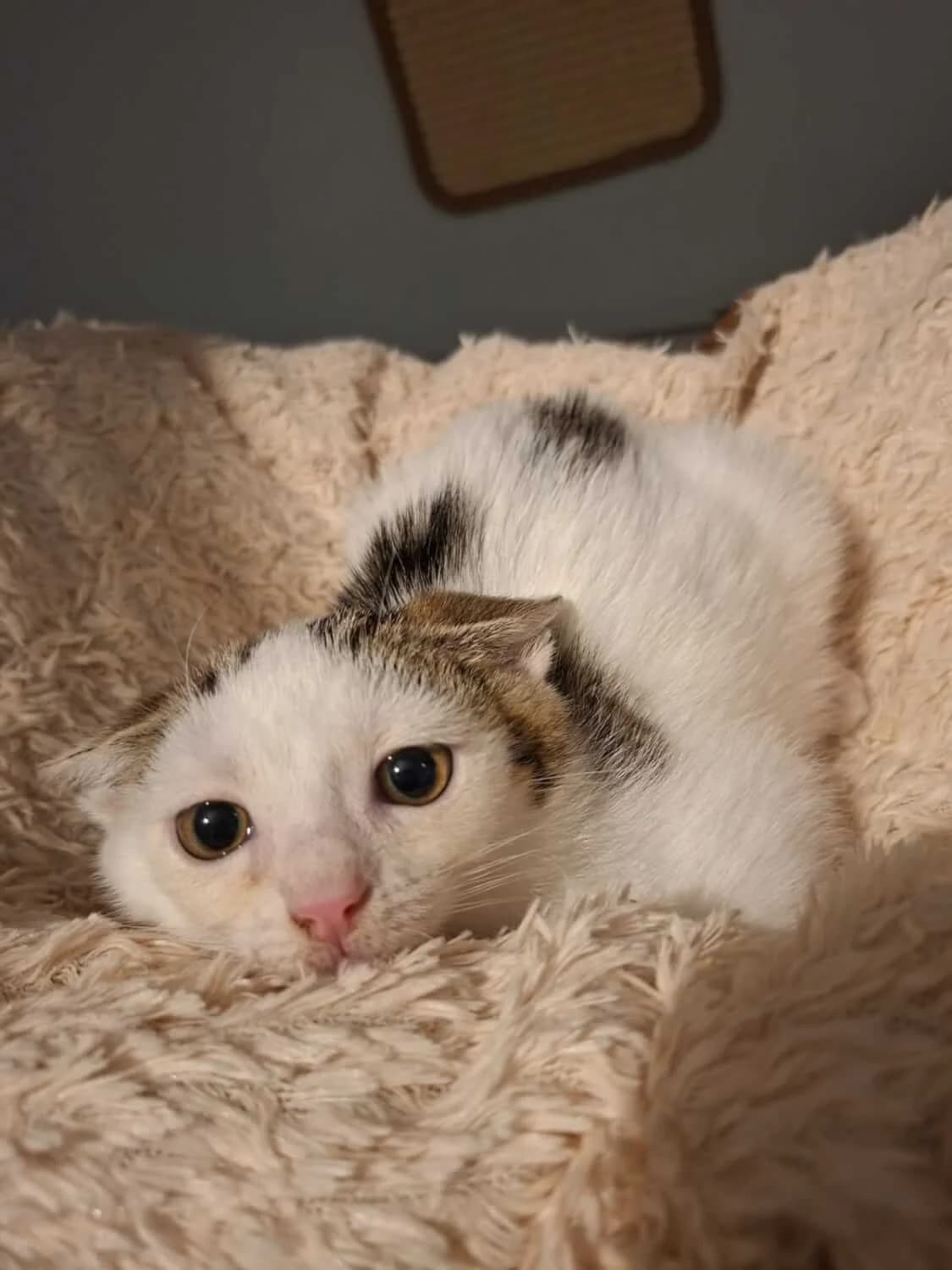 Pipilotta, female senior Mixed Breed for adoption at Julias Tierheim Ahaus