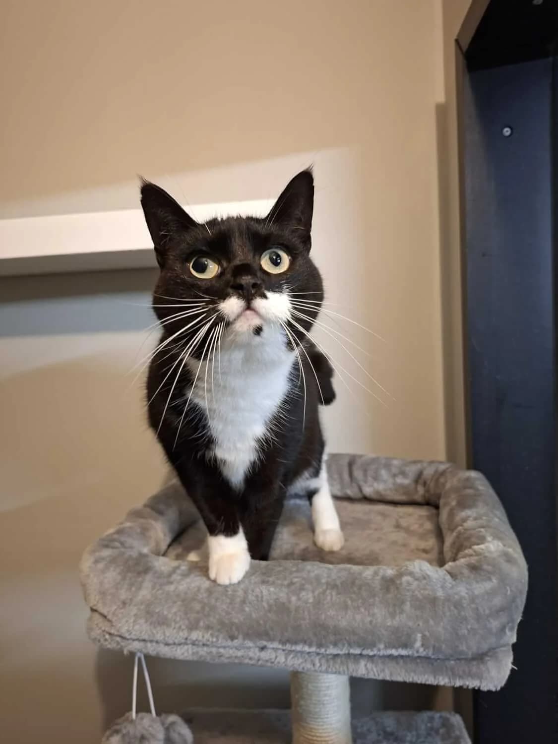 Robin, female senior Mixed Breed for adoption at Julias Tierheim Ahaus